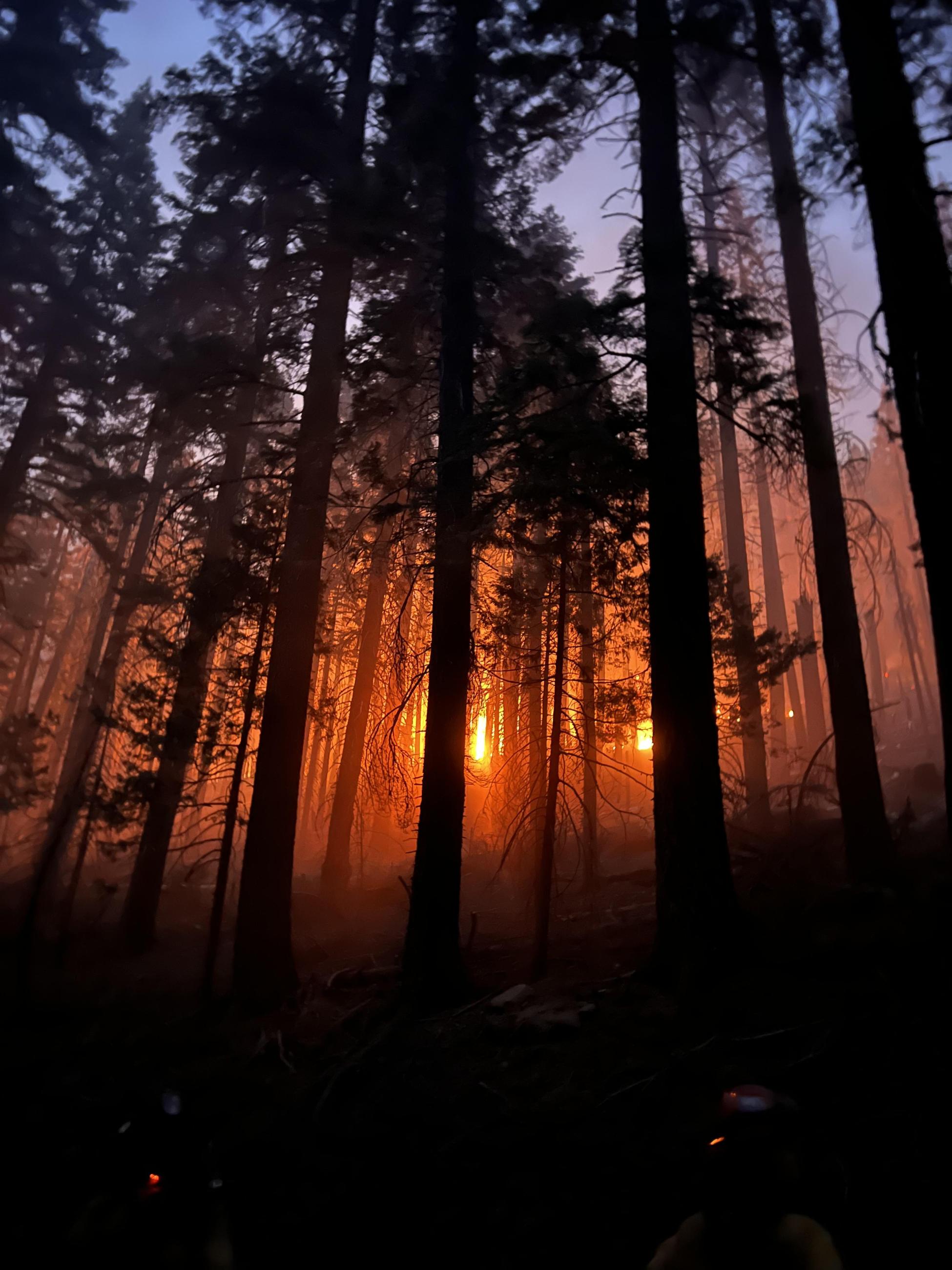 Flames in the forest glow at twilight