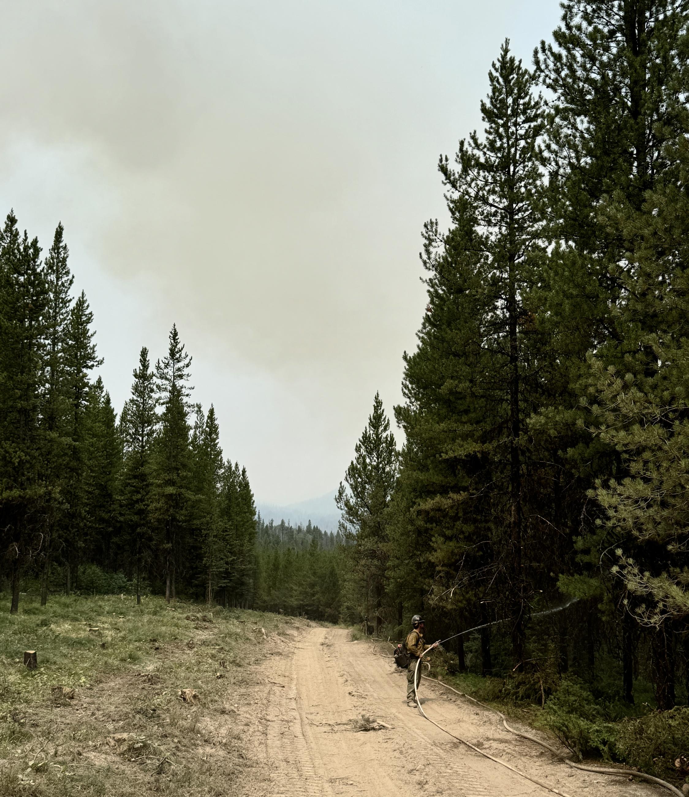 Firefighter using a hose to spray water on green trees on the unburned side of a fireline.