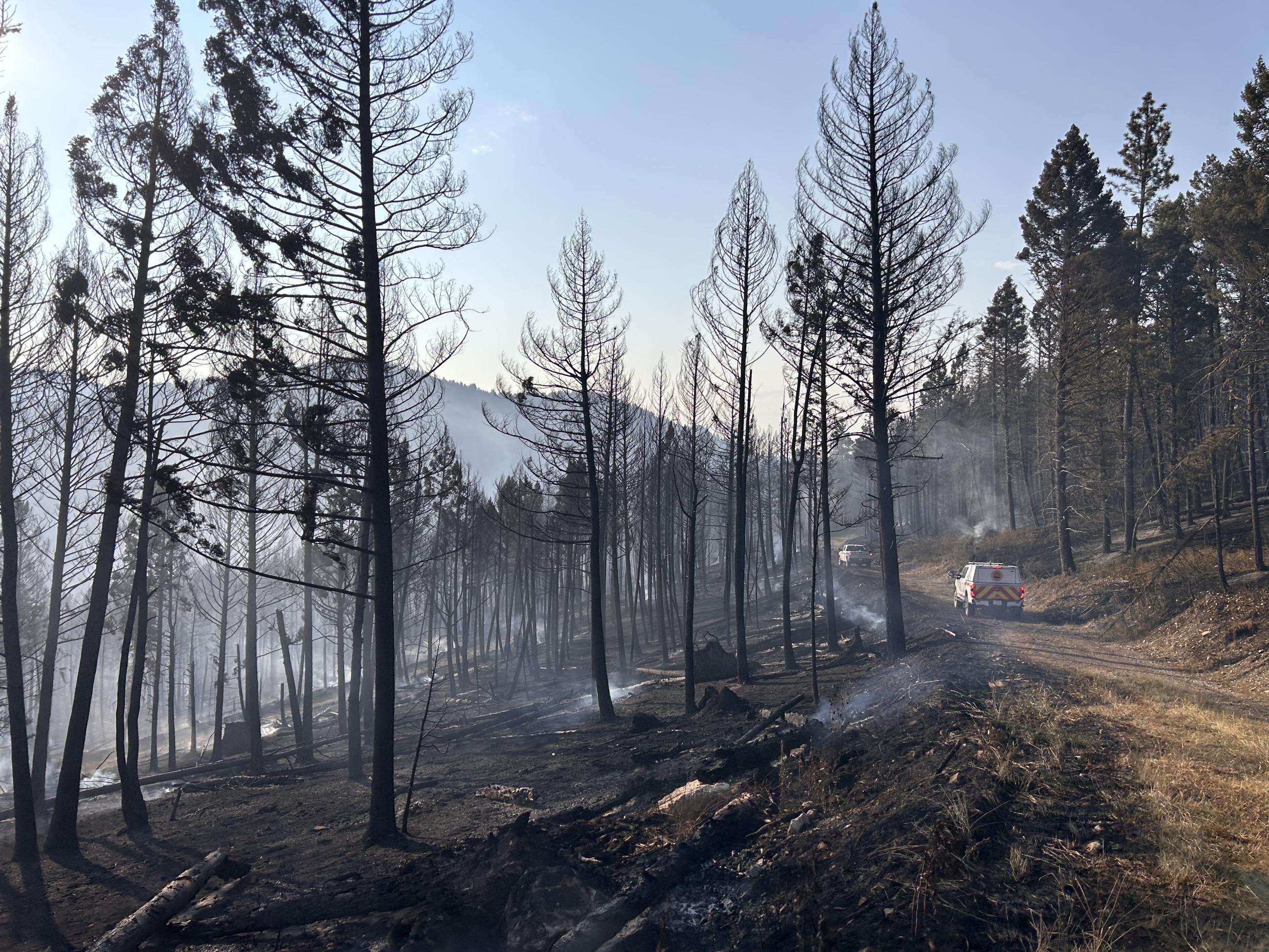 Trees burned from the aftermath of the Black Canyon fire next to a dirt road.