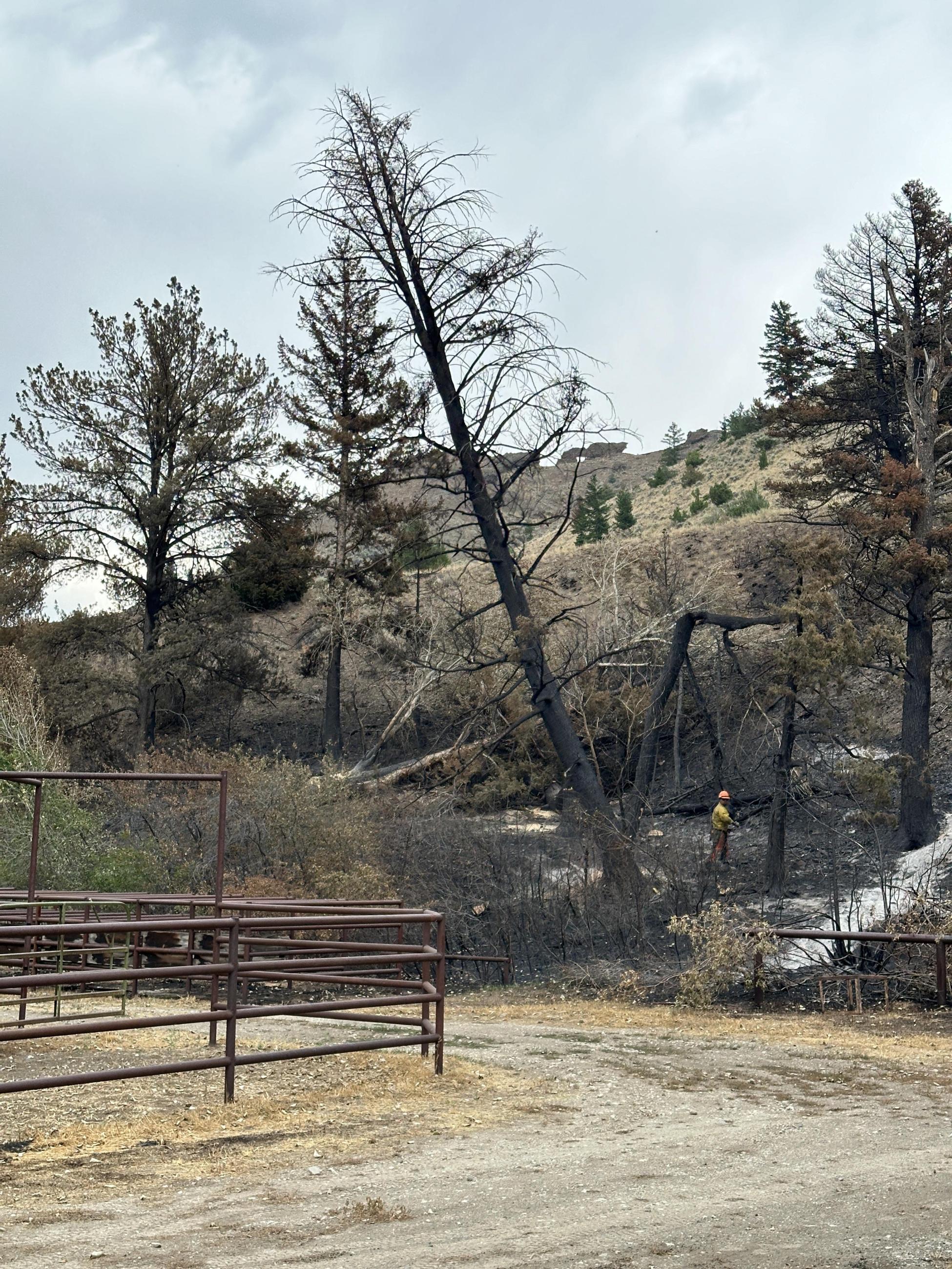 A burned tree starts to fall after being cut by a firefighter standing nearby.