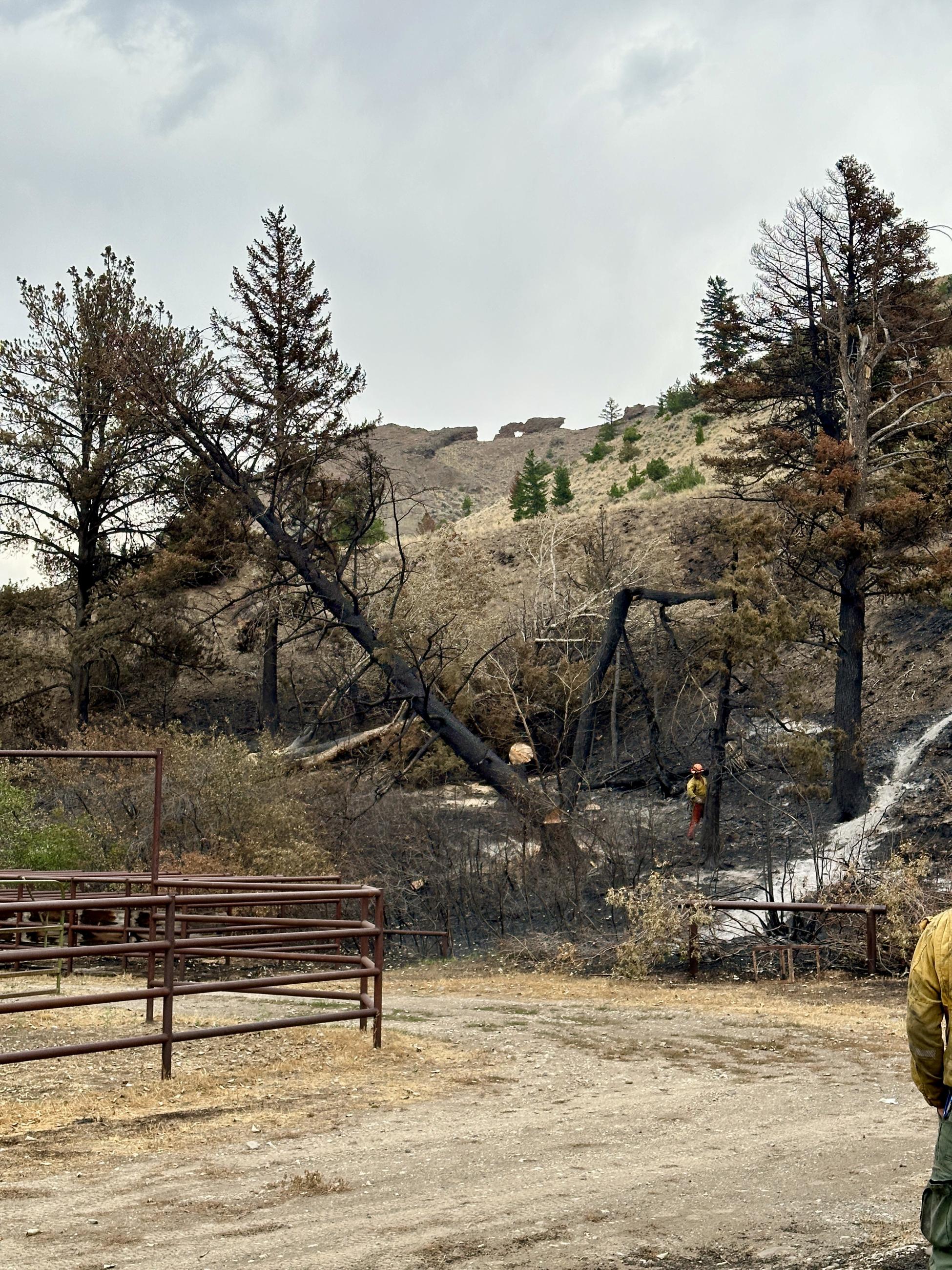 A burned tree continues to fall after being cut by a firefighter standing nearby.