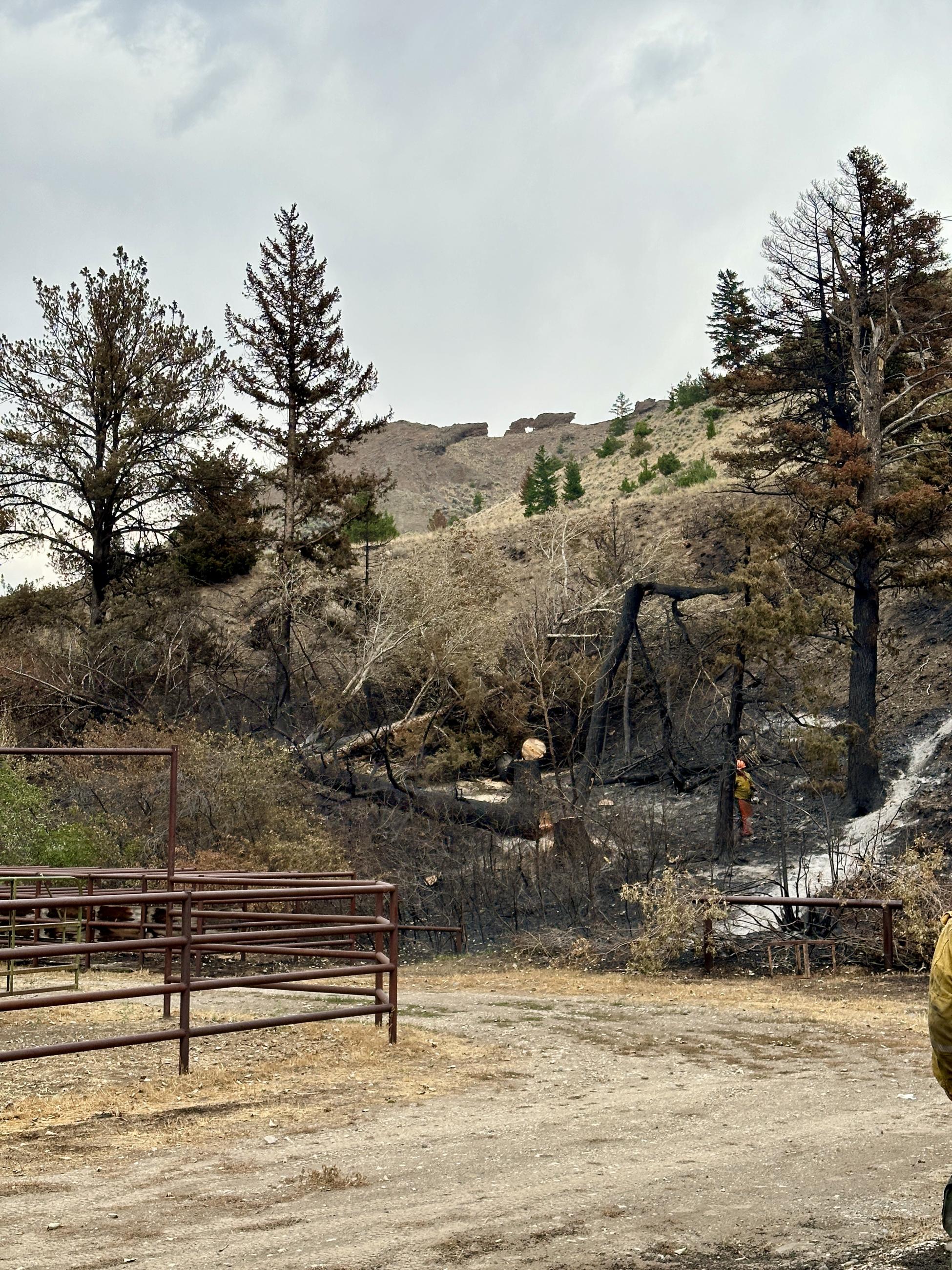 A burned tree lays on the ground after being cut by a firefighter standing nearby.