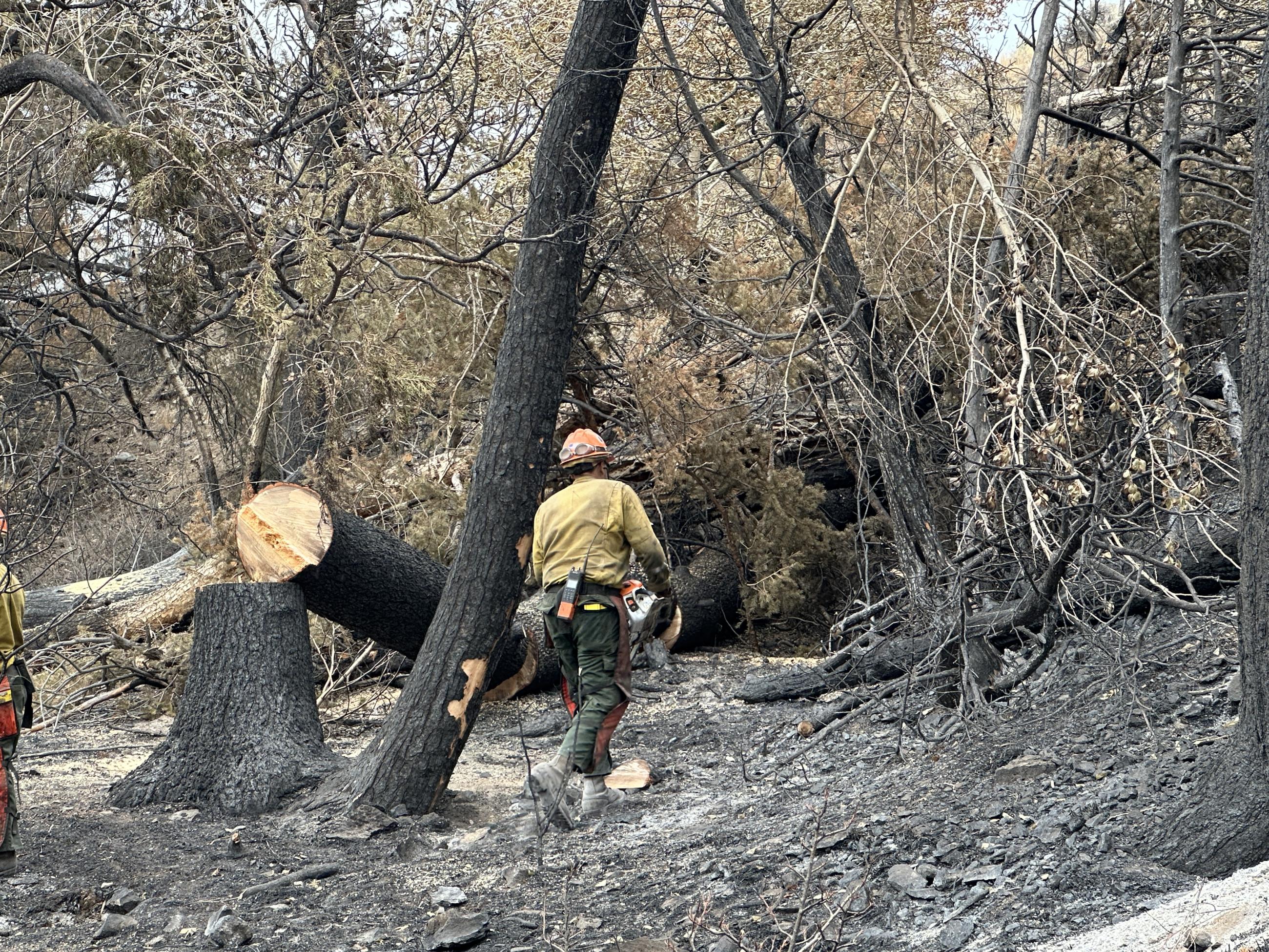 A firefighters in protective clothing cuts down a burned tree in a fire scorched area