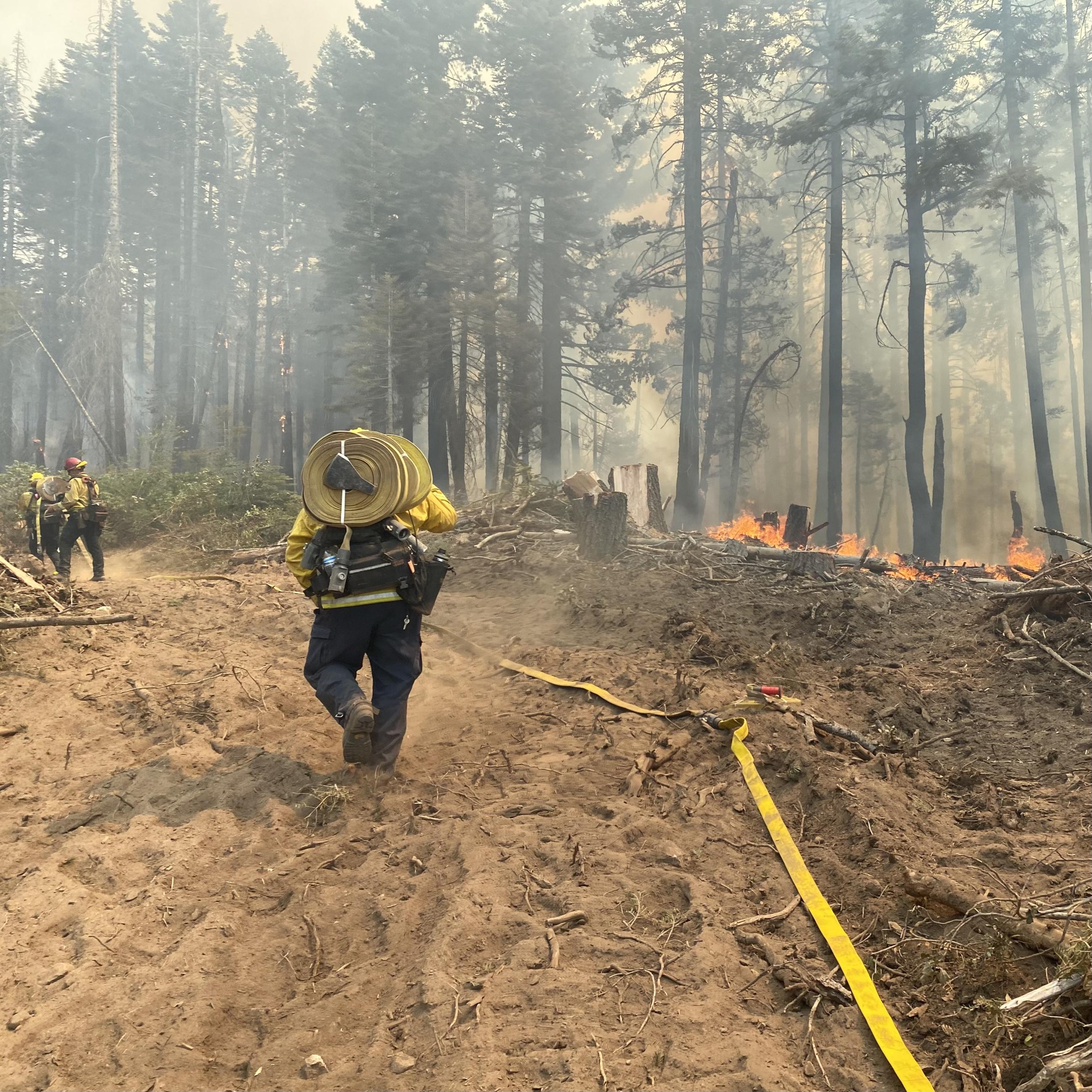 A firefighter carries a roll of firehose on the handle of his axe over his shoulder into the woods. On the ground is a flat yellow hose. The woods are smoking. There are firefighters in the background ahead of him. He walks away from the camera