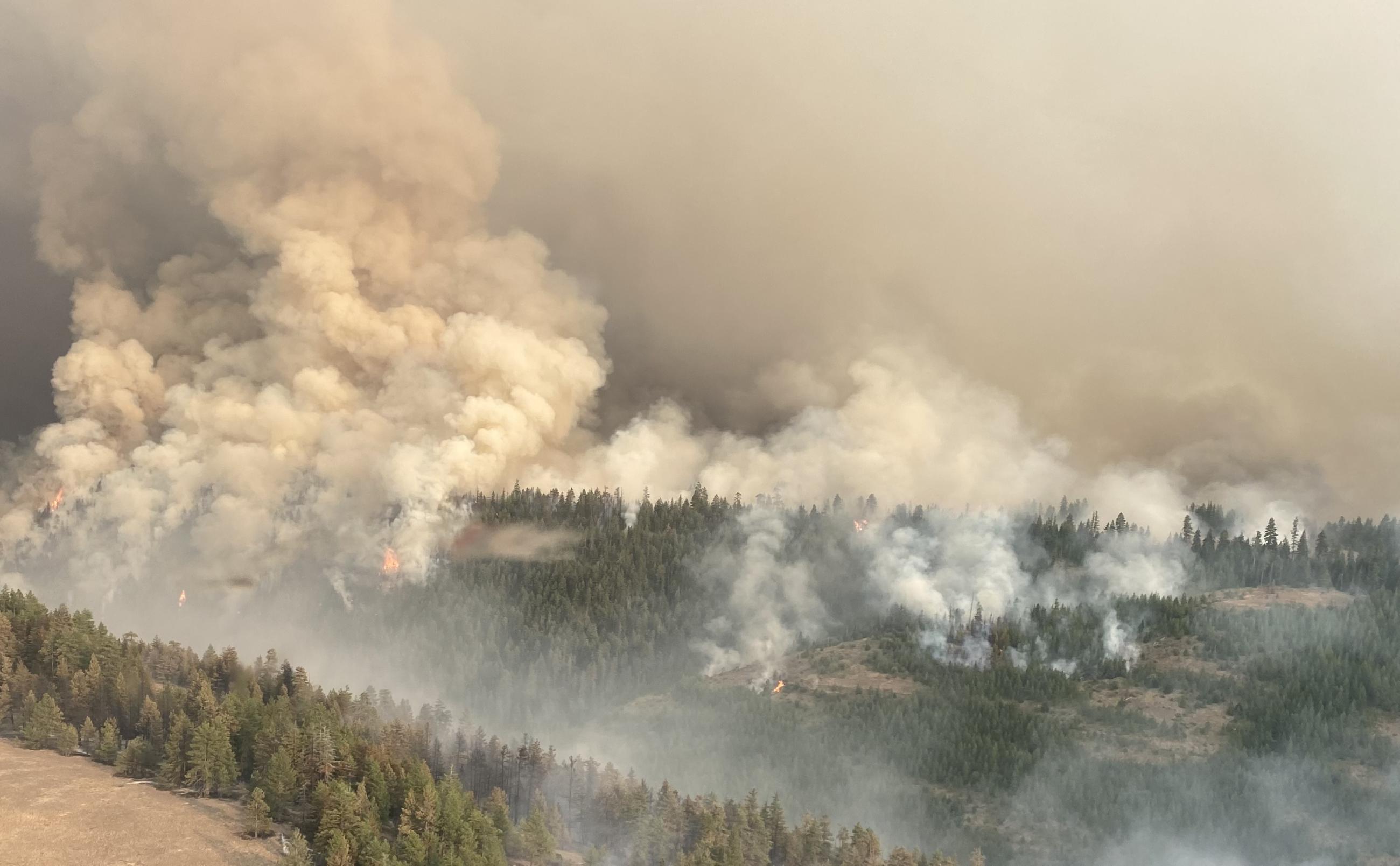 Fire burning in the forest 