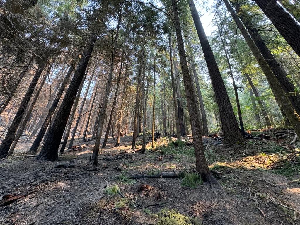 A burnt and green area in a forest