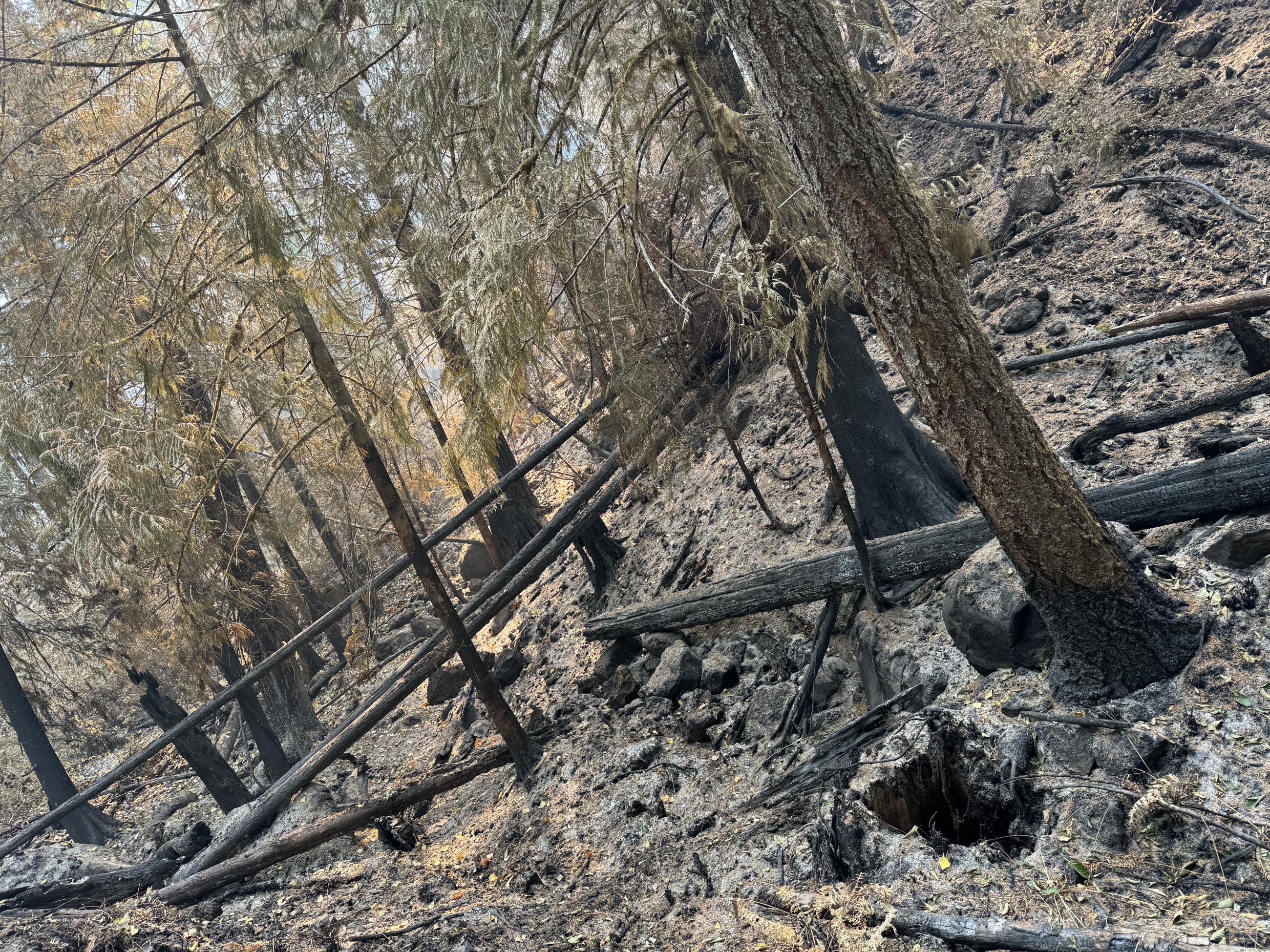 Section of burnt forest showing understory gone and black