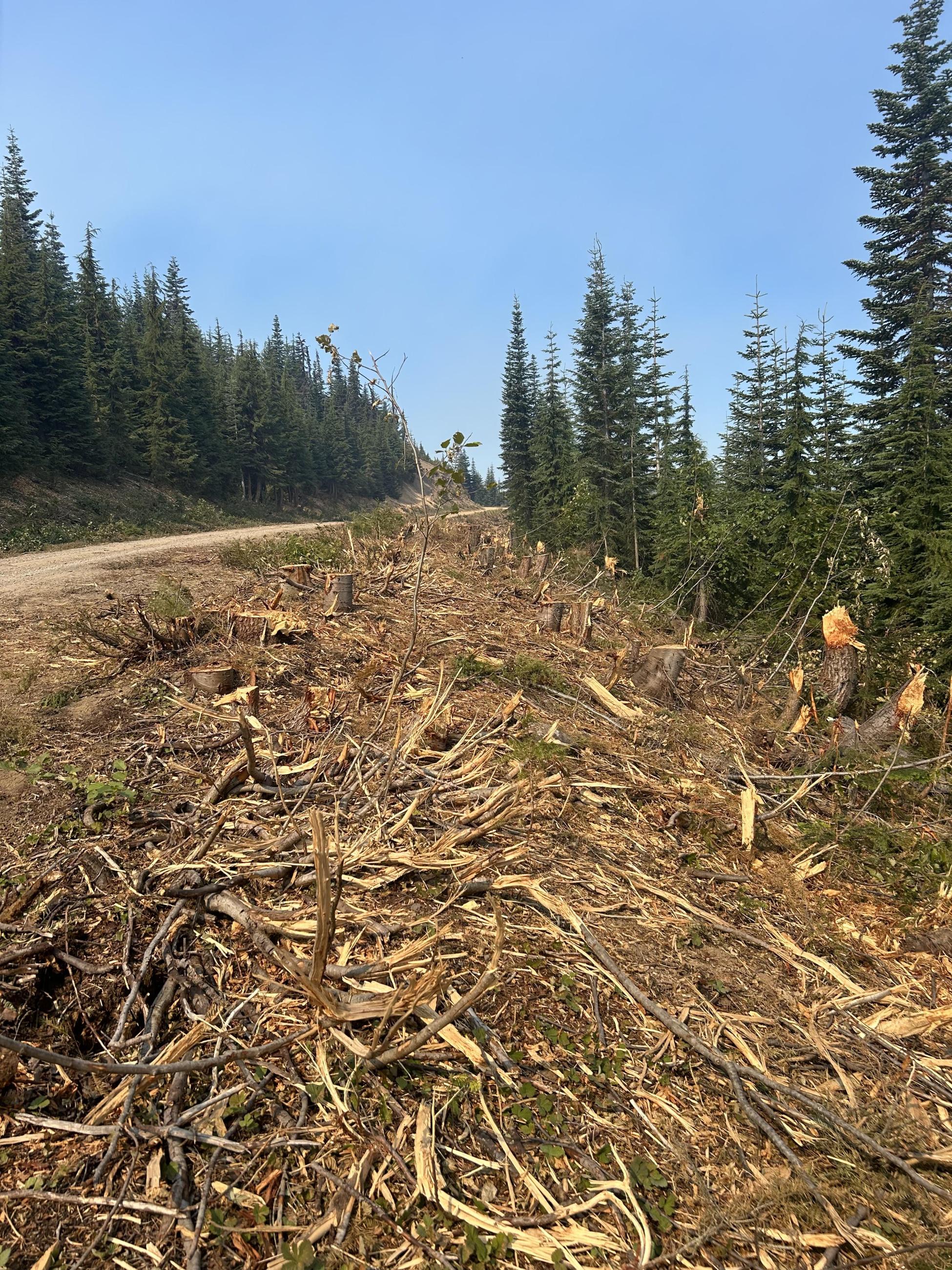 Side of road with freshly mowed brush and grass