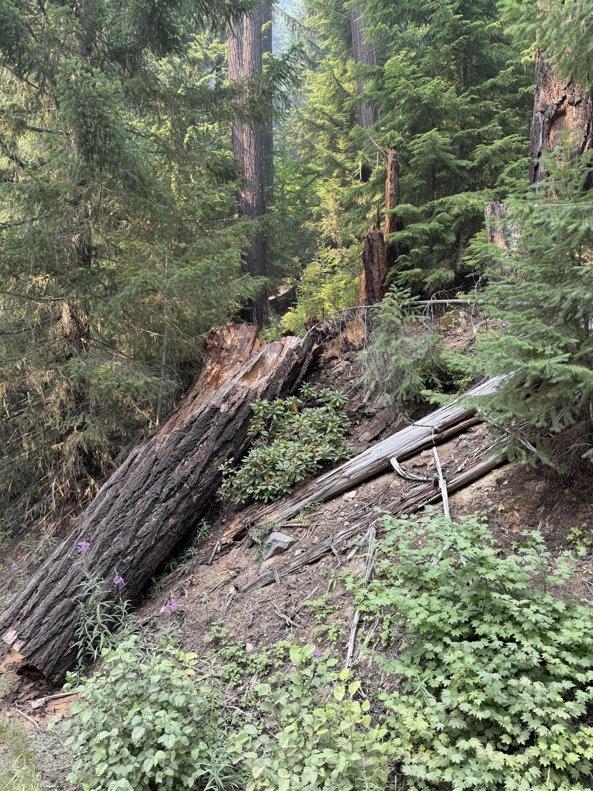 Large log laying on wooded slope