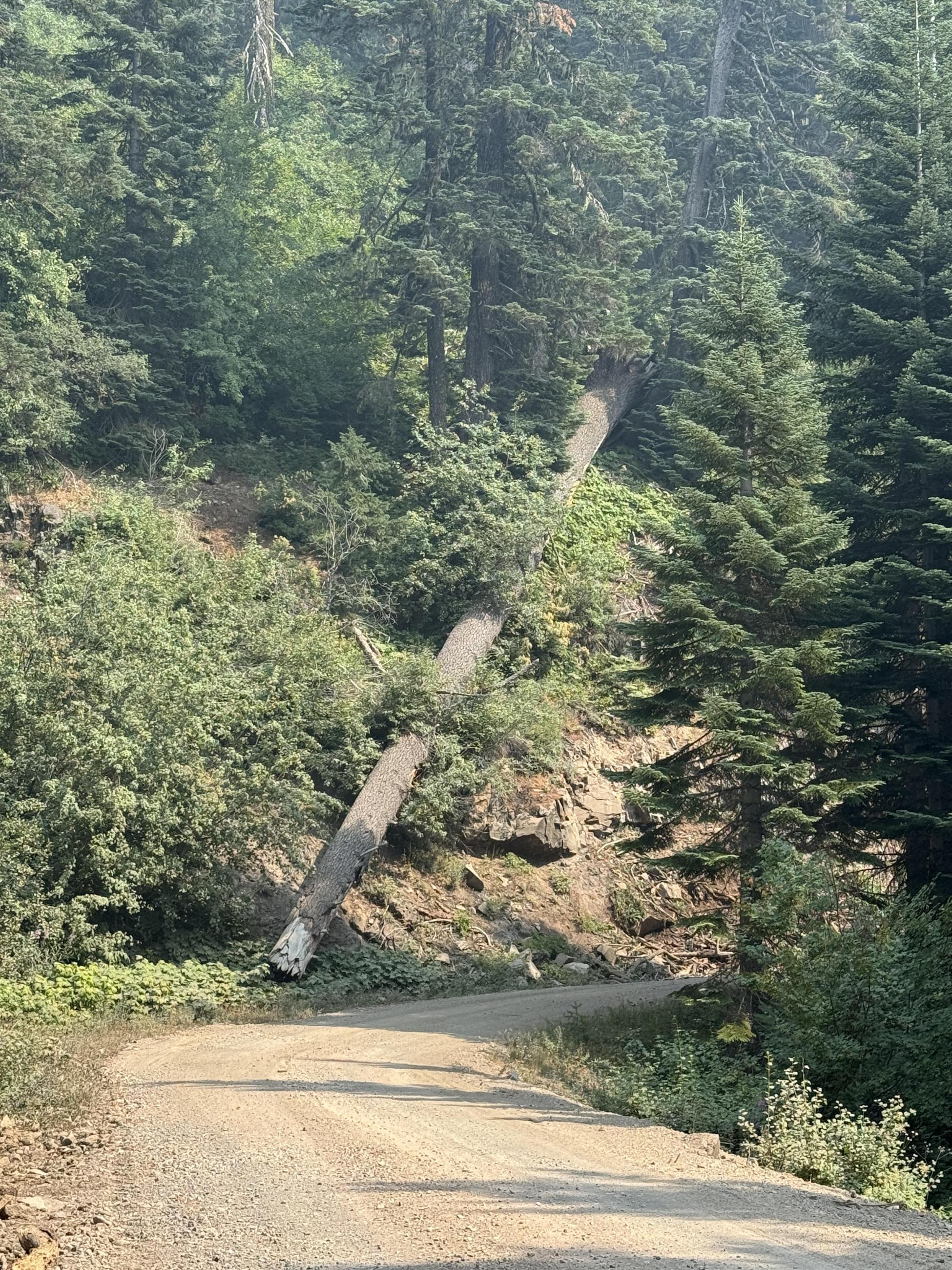 Large downed tree next to road