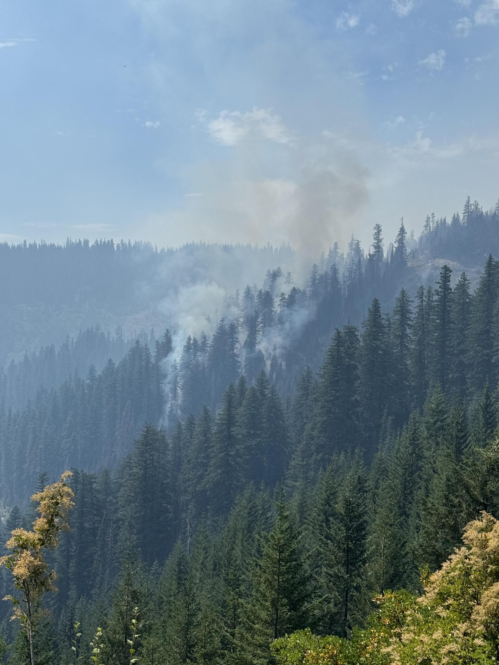 Smoke in the trees looking across slope