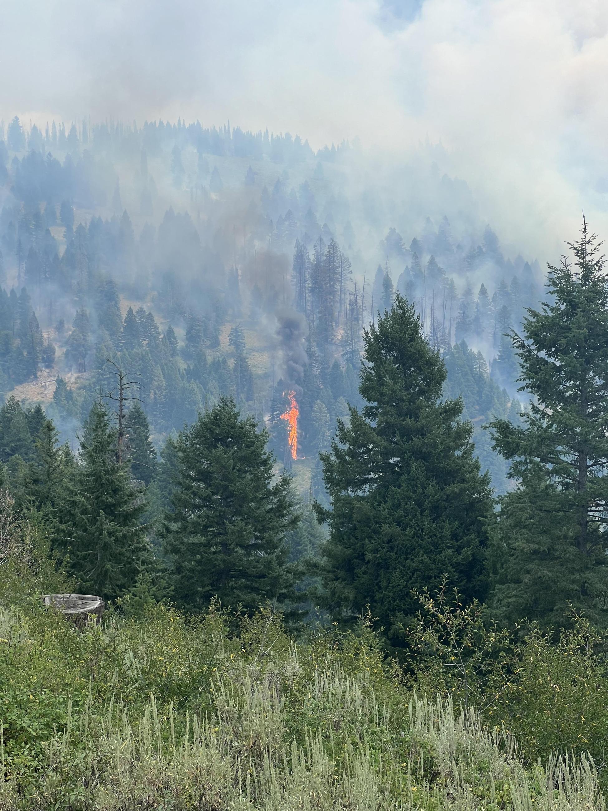 A tree torching on the Nellie Fire