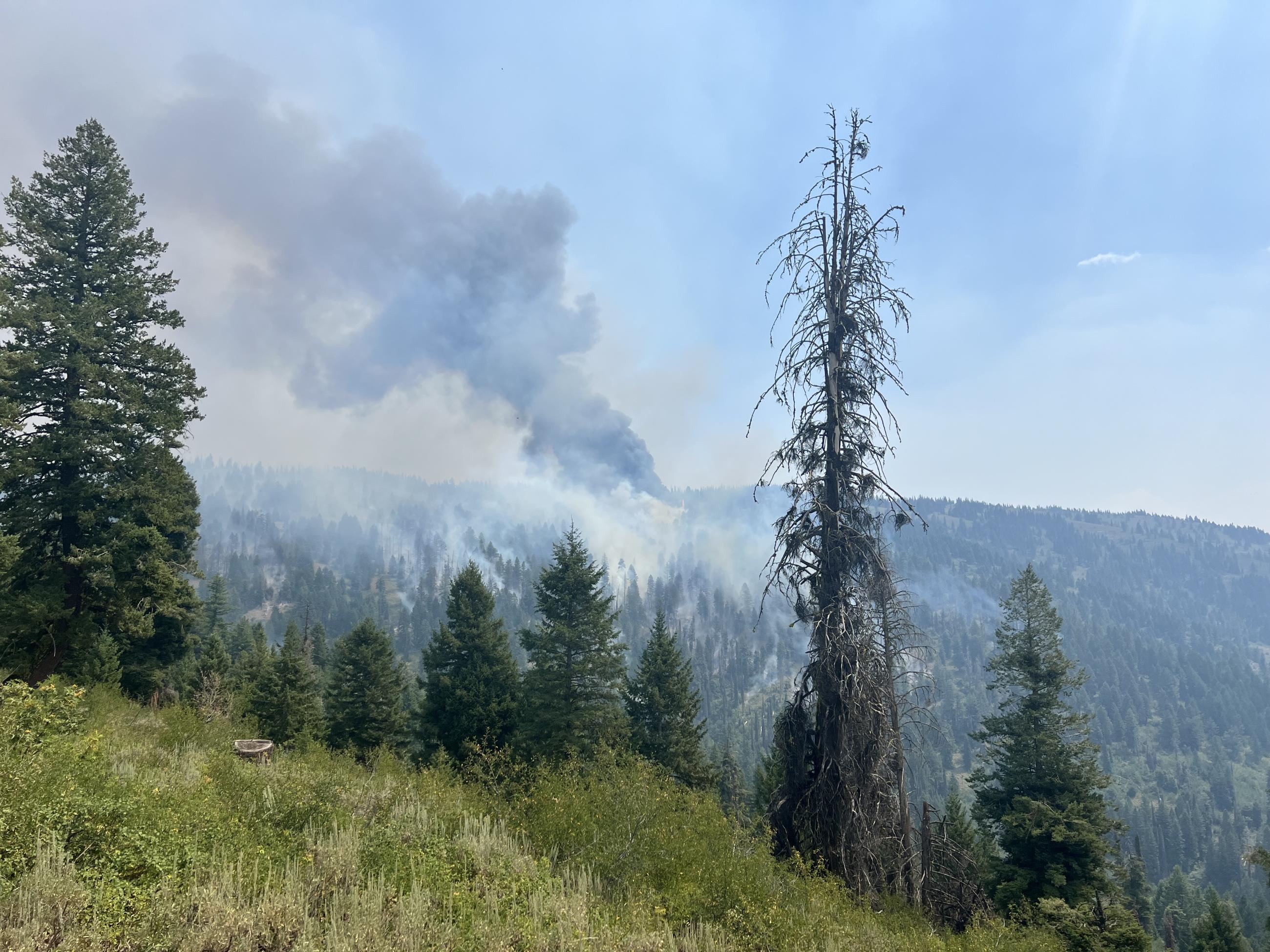 A Plume of Smoke on the Nellie Fire 