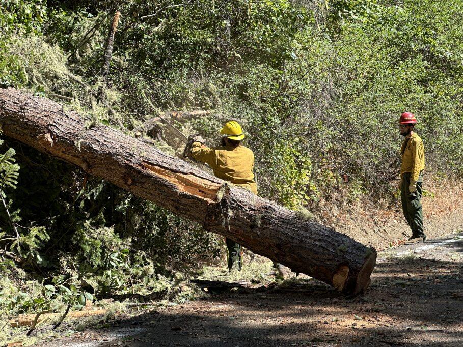 Crews clearing a hazard tree on the Dixon Fire