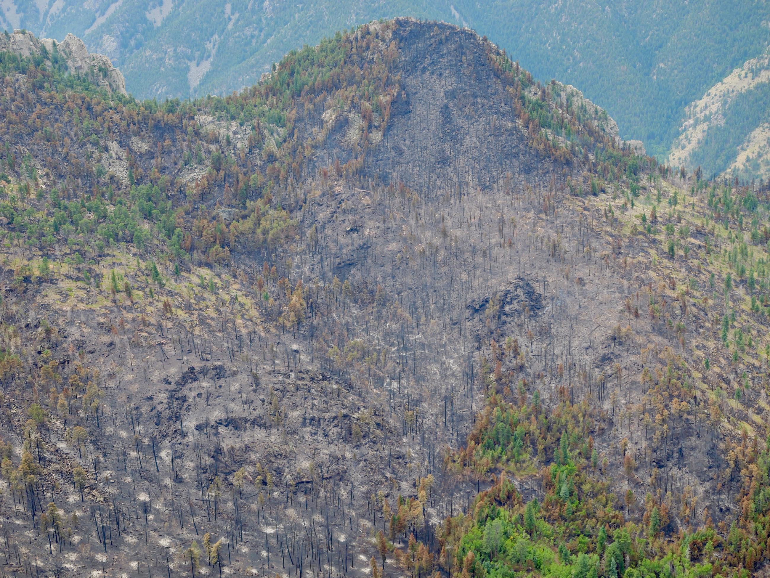 A mountain is shown where fire has destroyed many of the trees, though pockets of green trees remain.