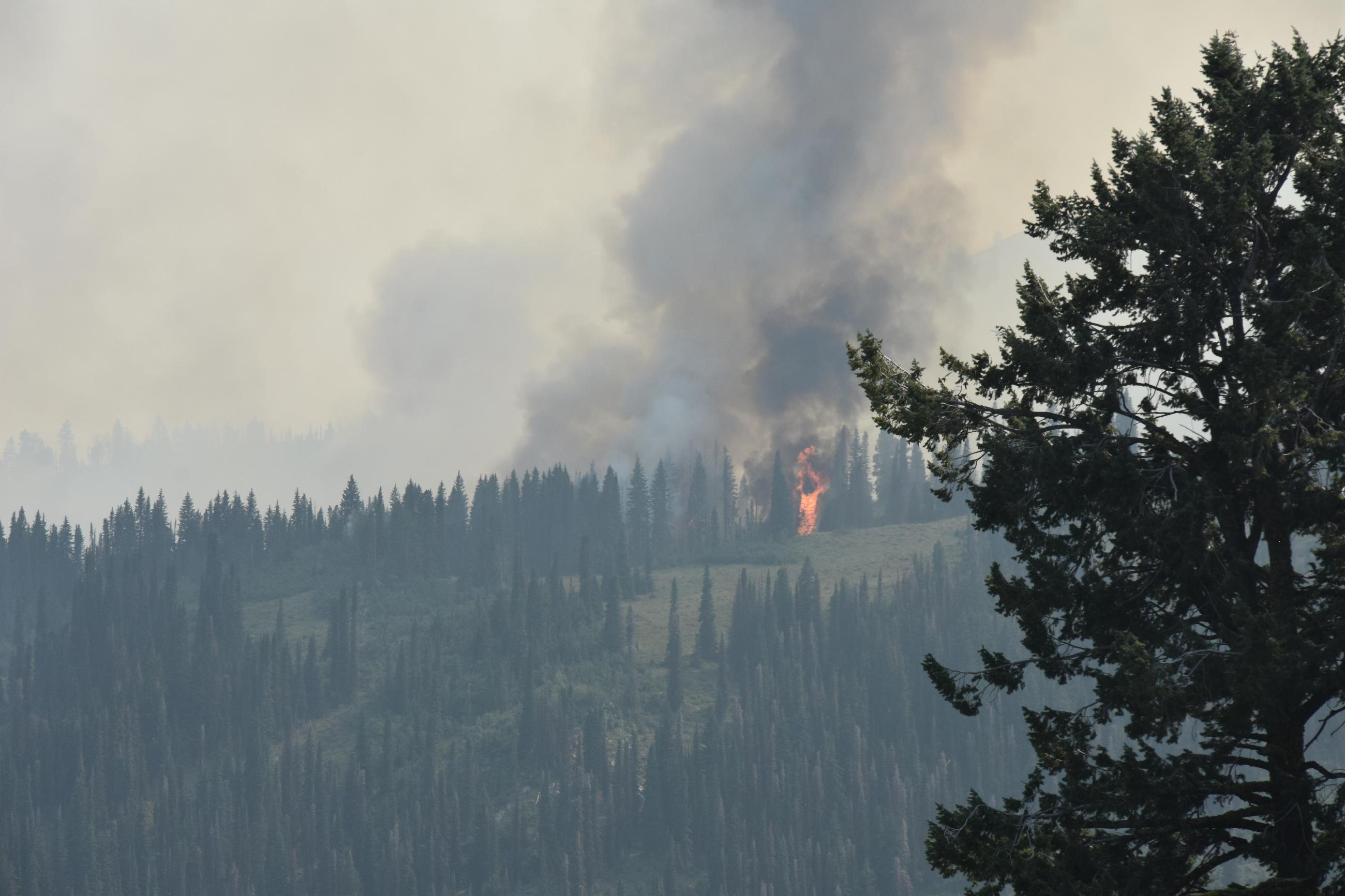 This is a picture of flames going up a subalpine fire. 