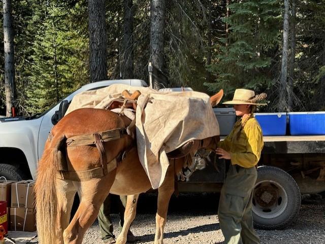 Packer loading a mule for firefighting