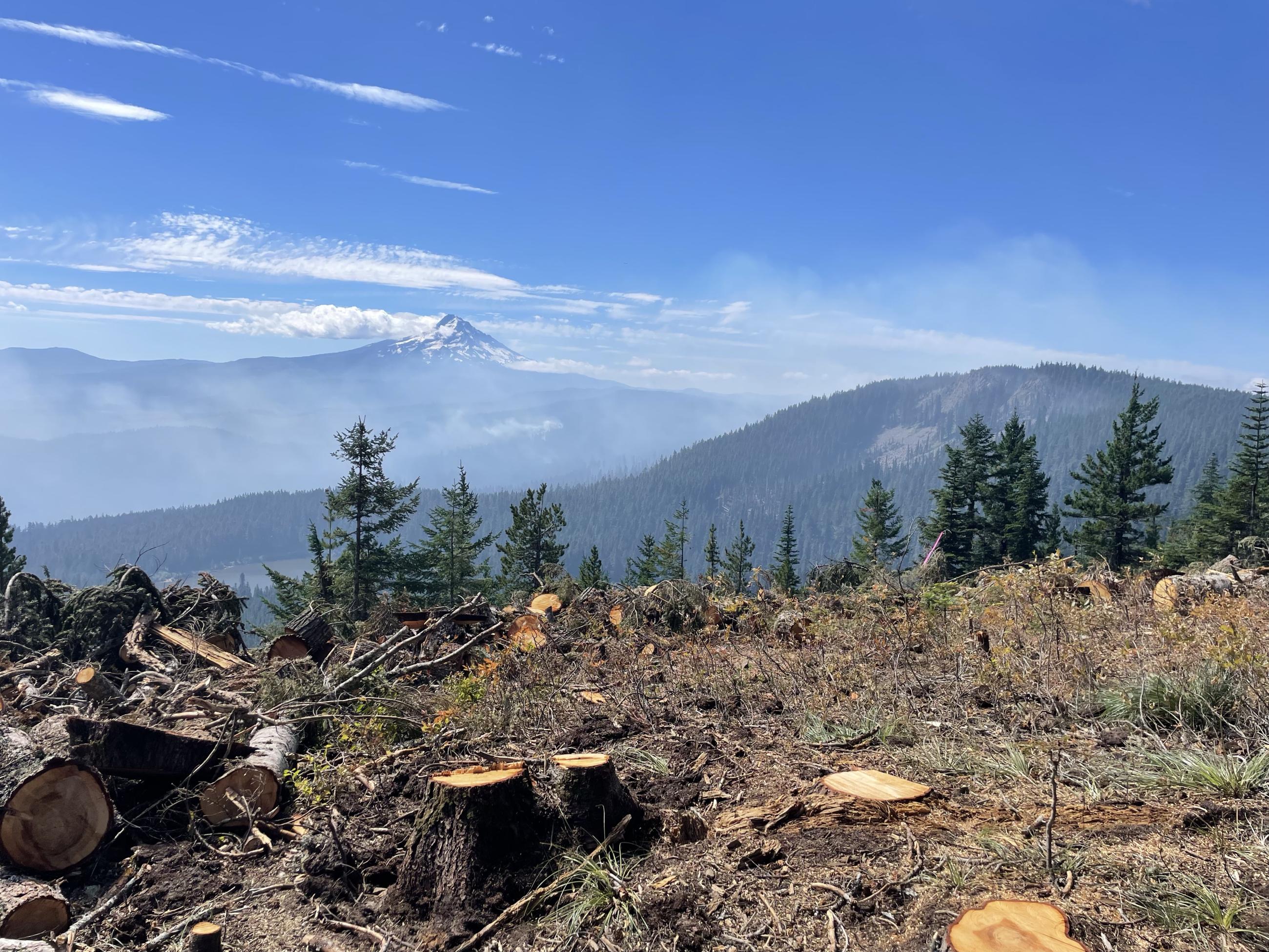 Smoke hangs over a cleared forest with a blue sky and mountain peak in the background