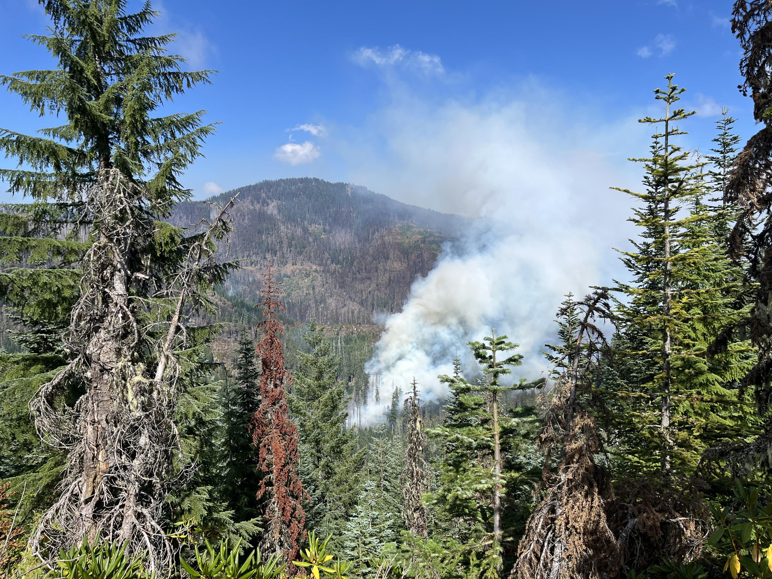 A thick column of smoke rises out of a green forest with blue skies above