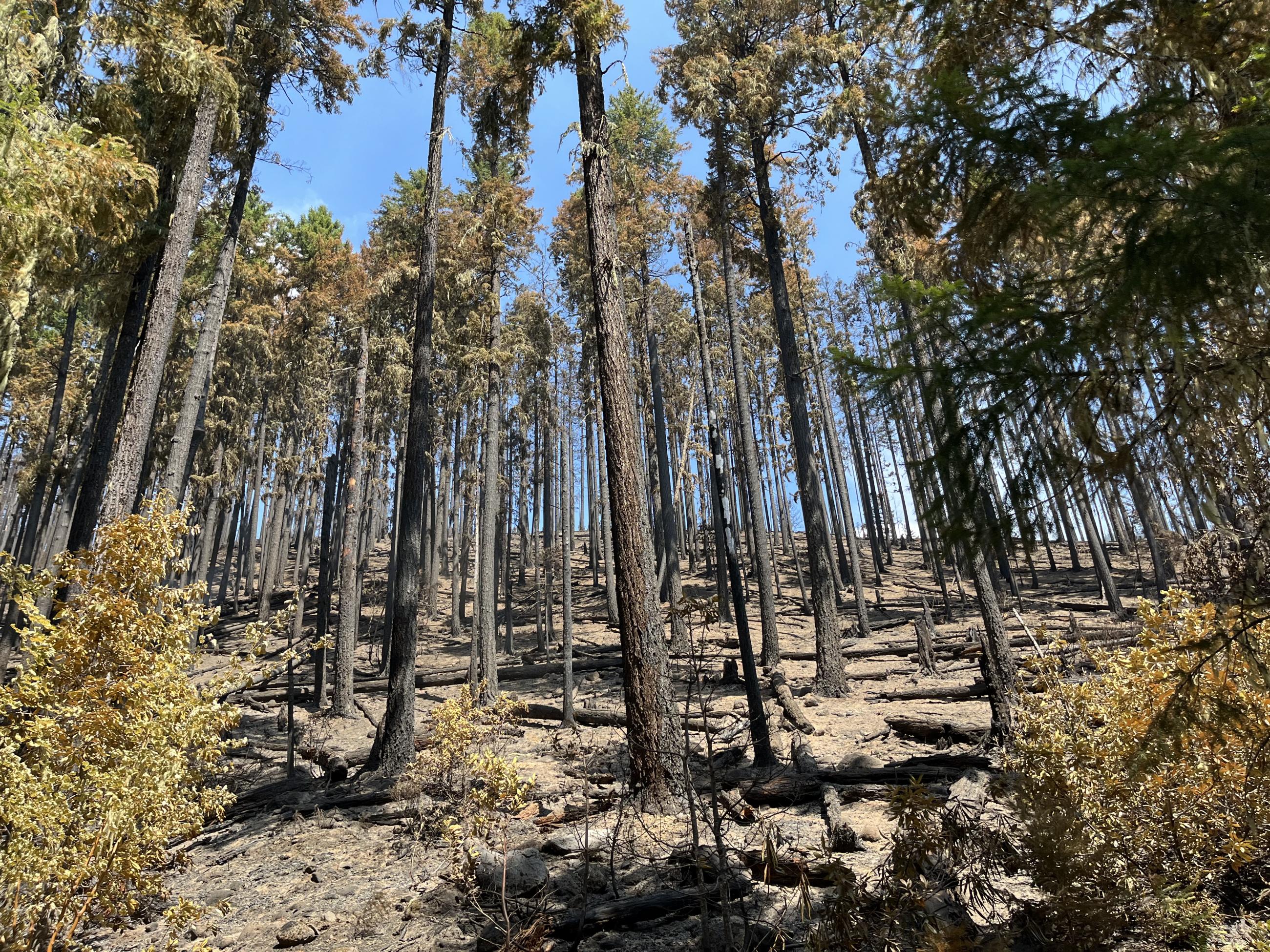 Many tall and burned trees sit on a burned hillside