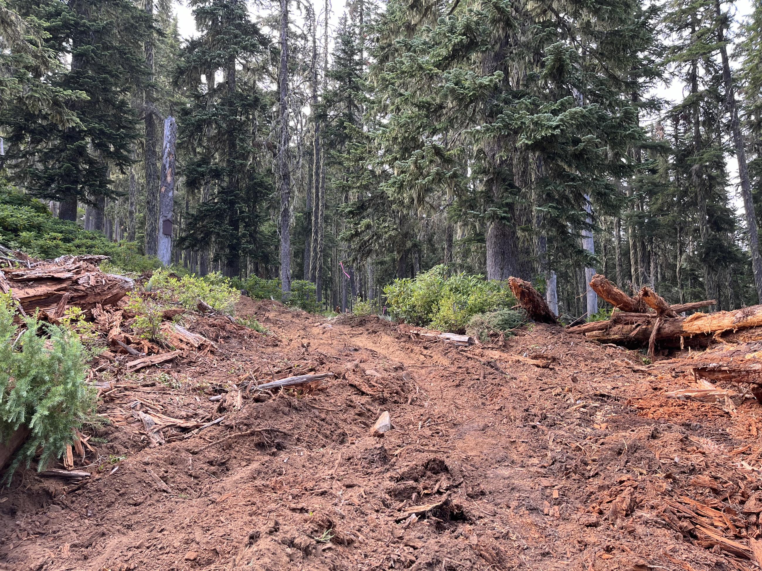 Fresh dirt is turned over in a cleared space in the forest