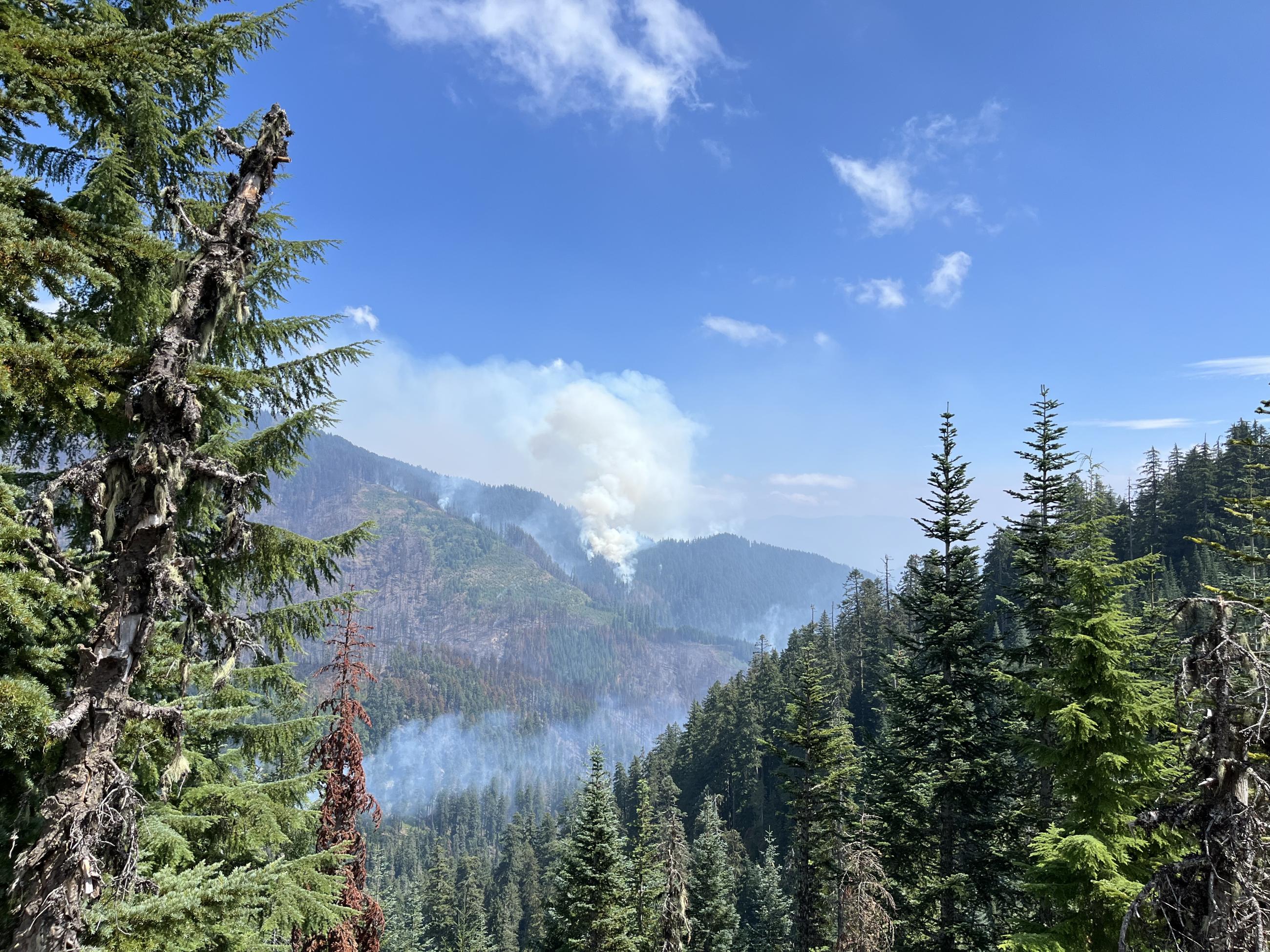 A smoke column rises out of the forest with blue skies