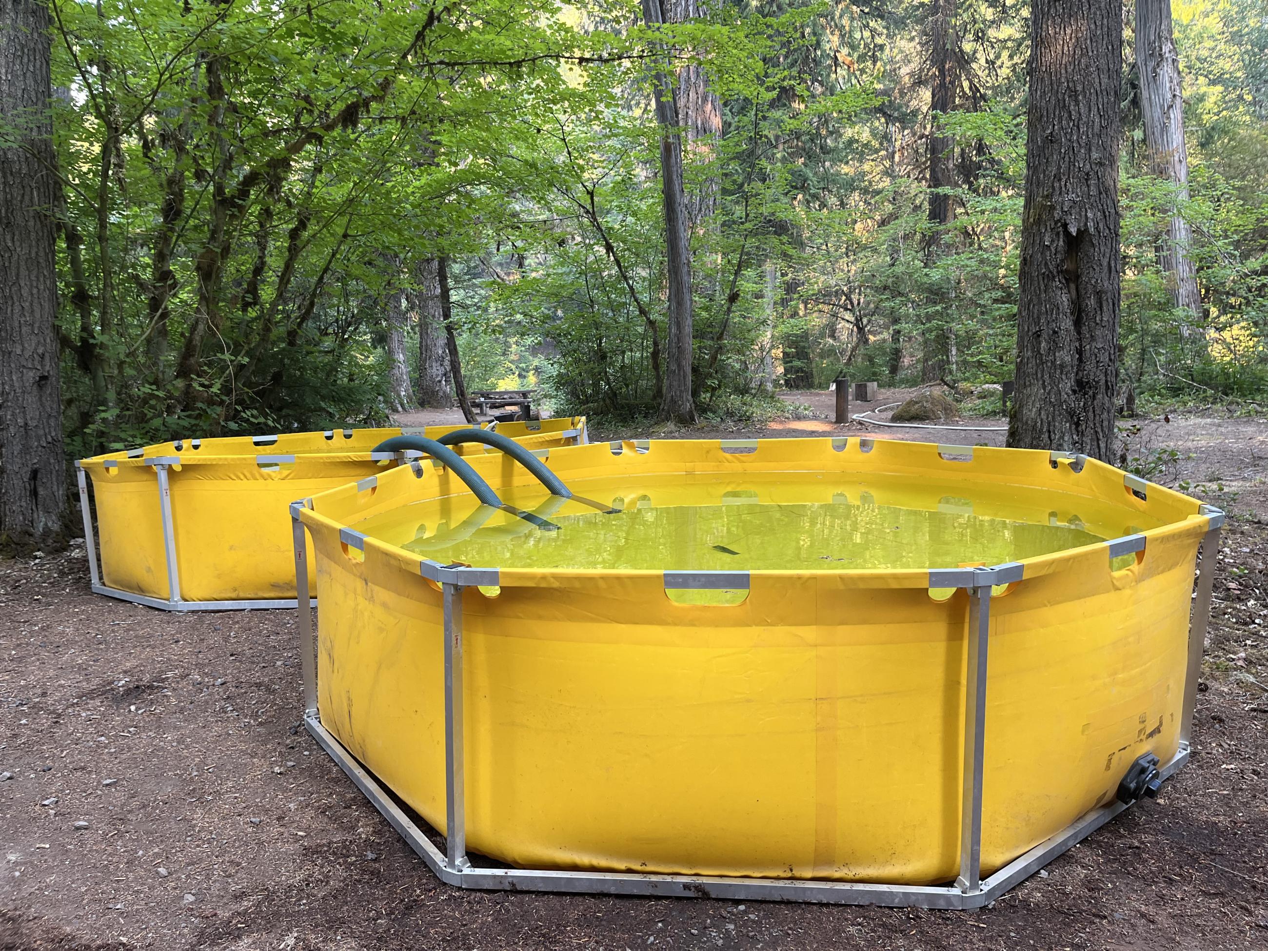 Two large, yellow containers sit holding water in the forest