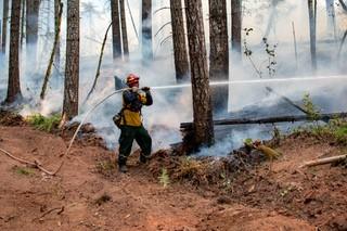 Cooling Ladder fuels on Dixon Fire