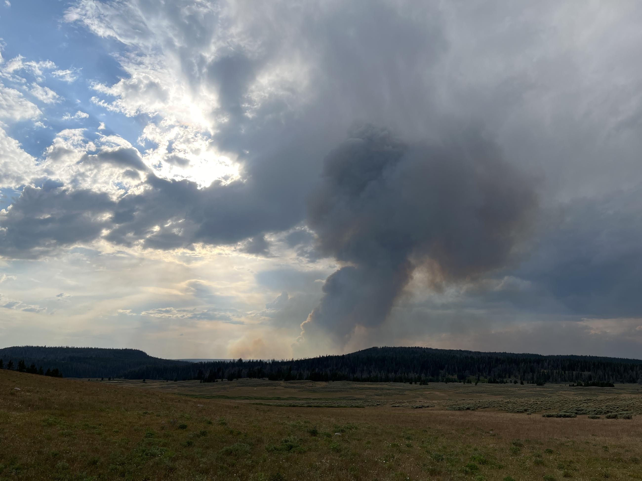 Smoke column rising out of forest