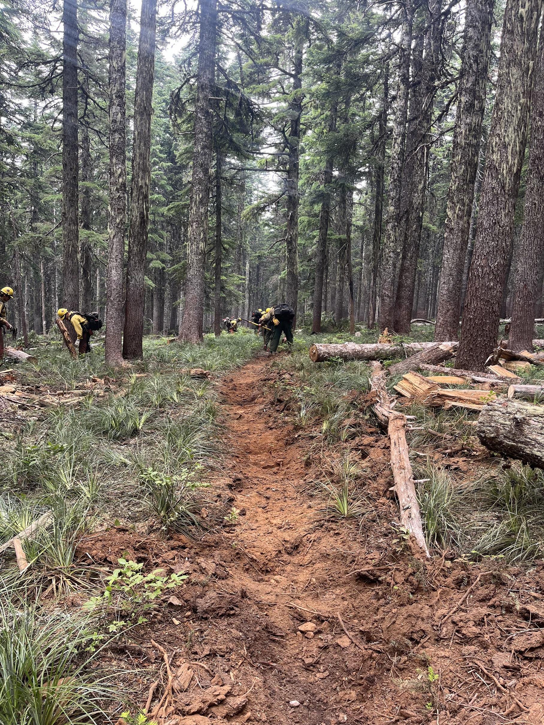Light brown dirt is exposed in a straight line with large trees and firefighters holding tools all around
