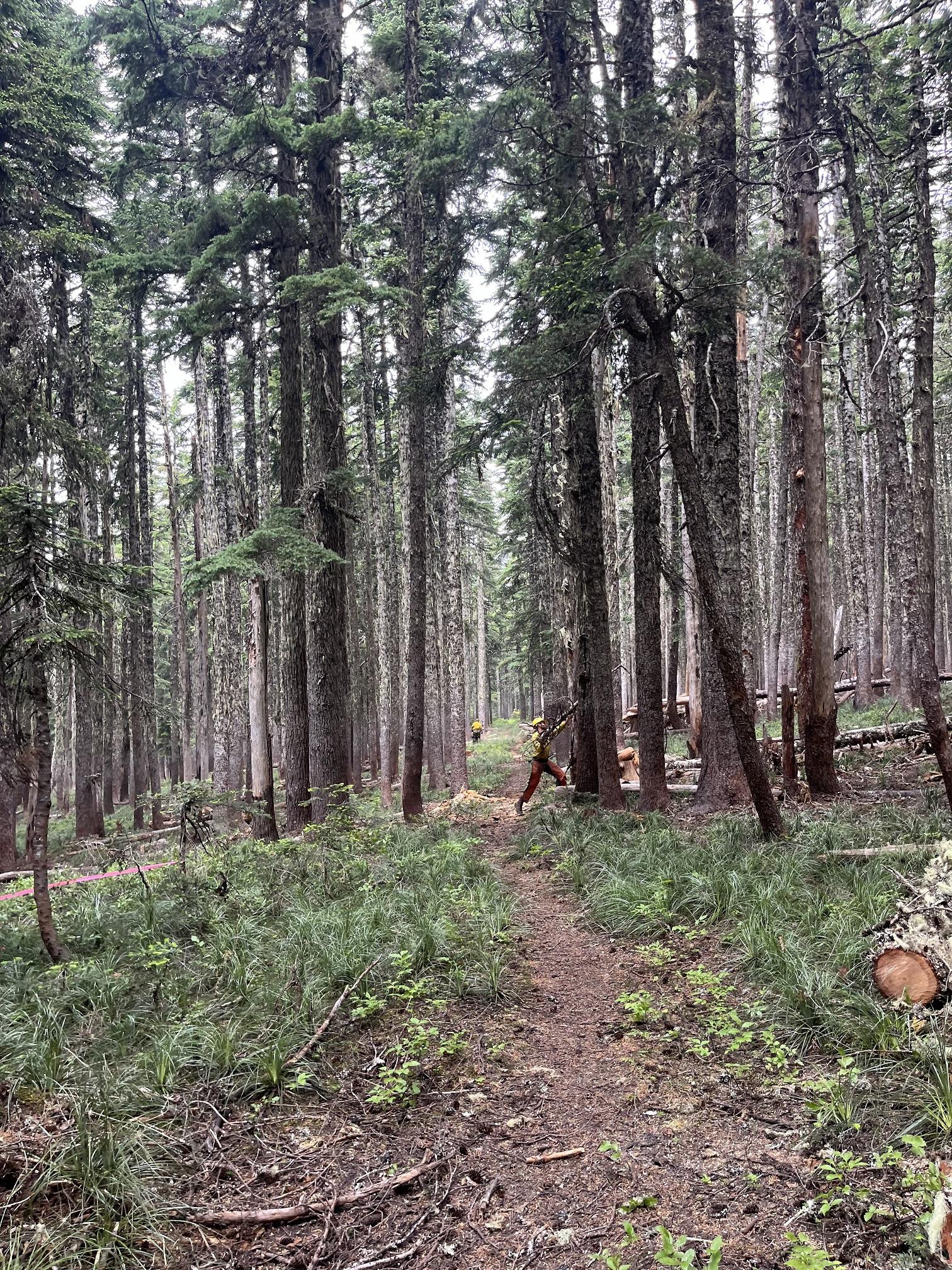 a trail surrounded by green plants and large trees meanders away to a firefighter in yellow