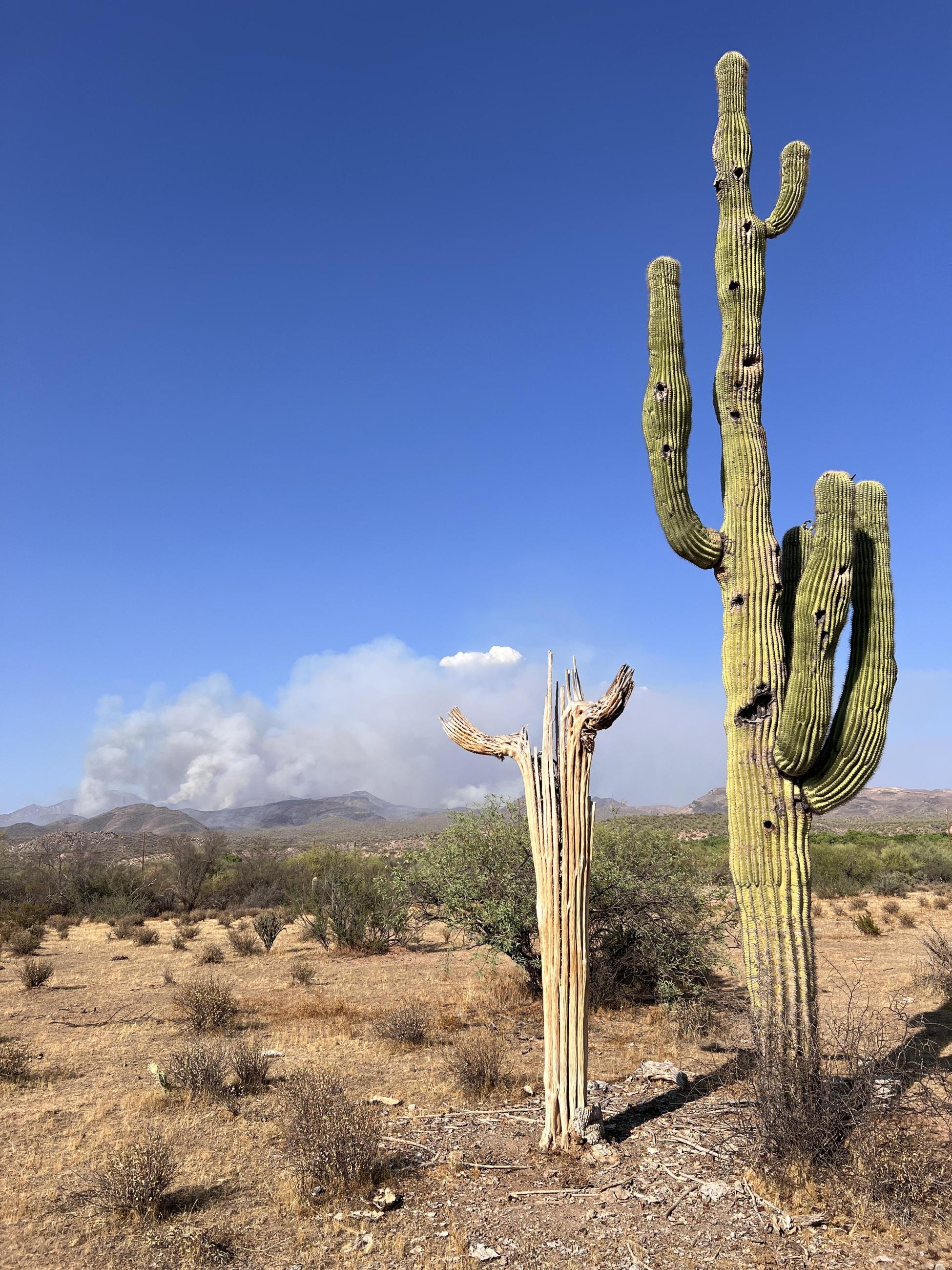 8-2-2024 Saguaro cactus in the foreground of a desert landscape with smoke from the Sand Stone Fire in the background