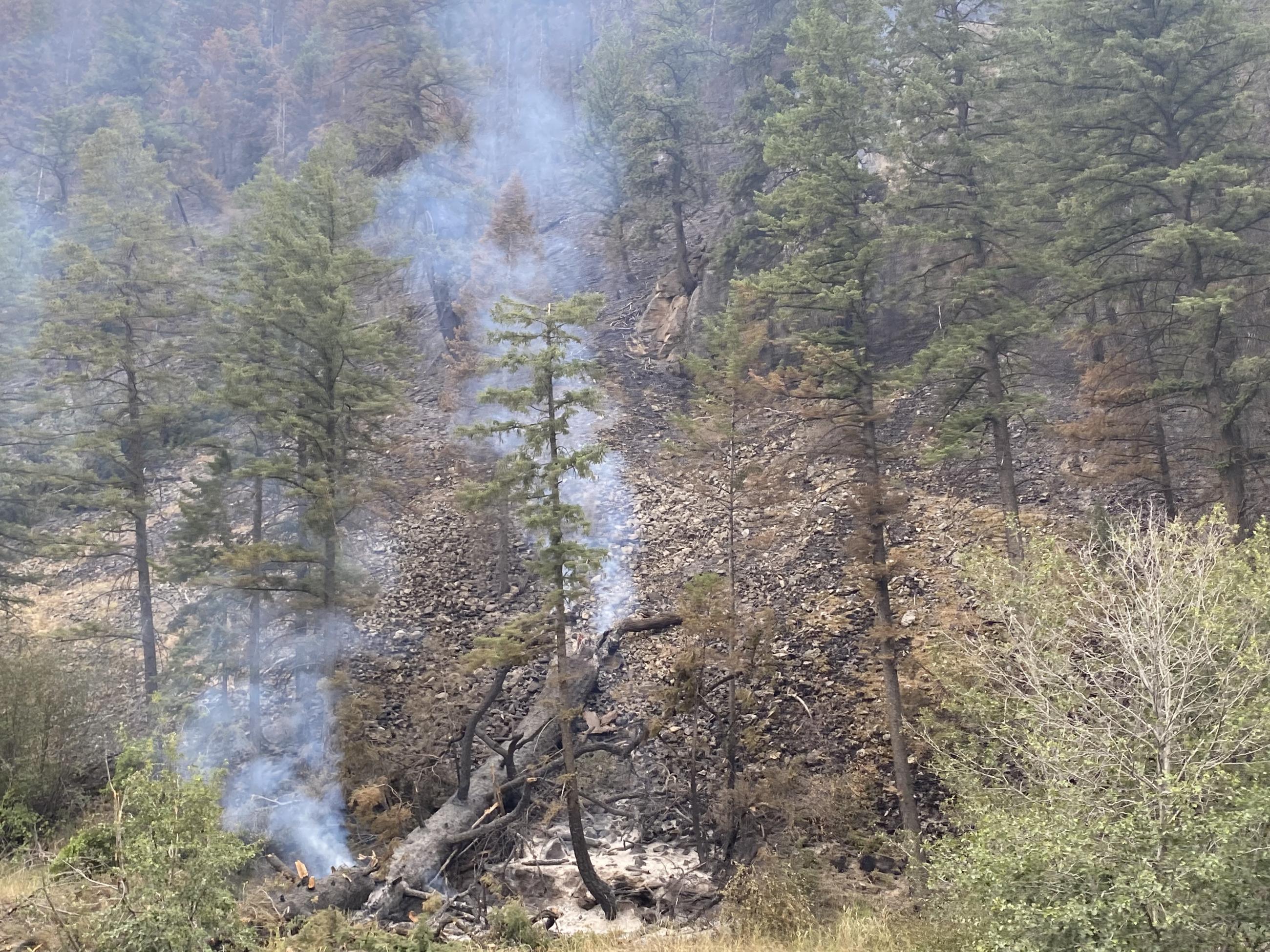 a large fallen log lies on a forested hillside with drifts of smoke