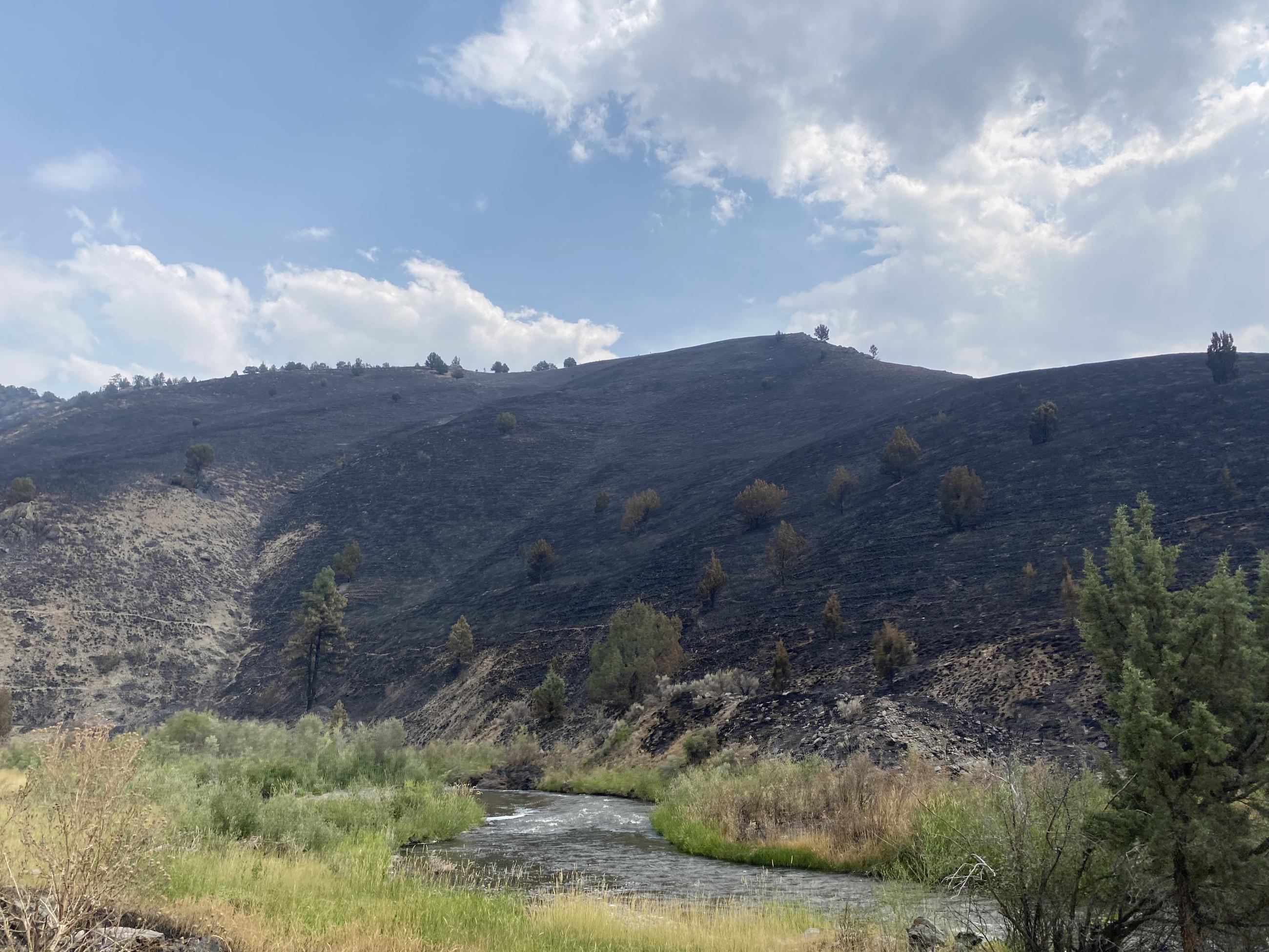 a river flows through green vegetation next to a burned hillside