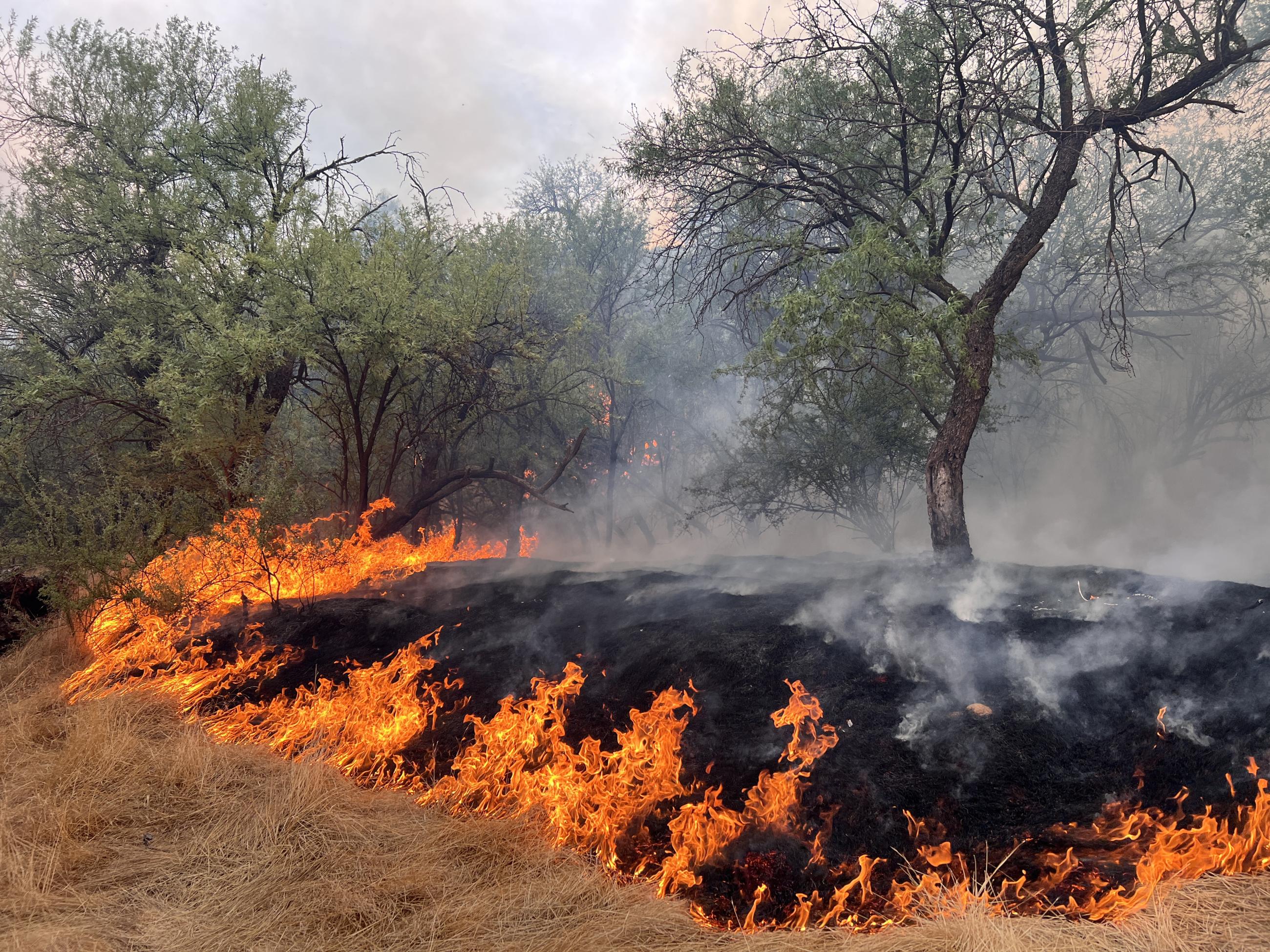 Fire burning in grass underneath mesquite tree canopy