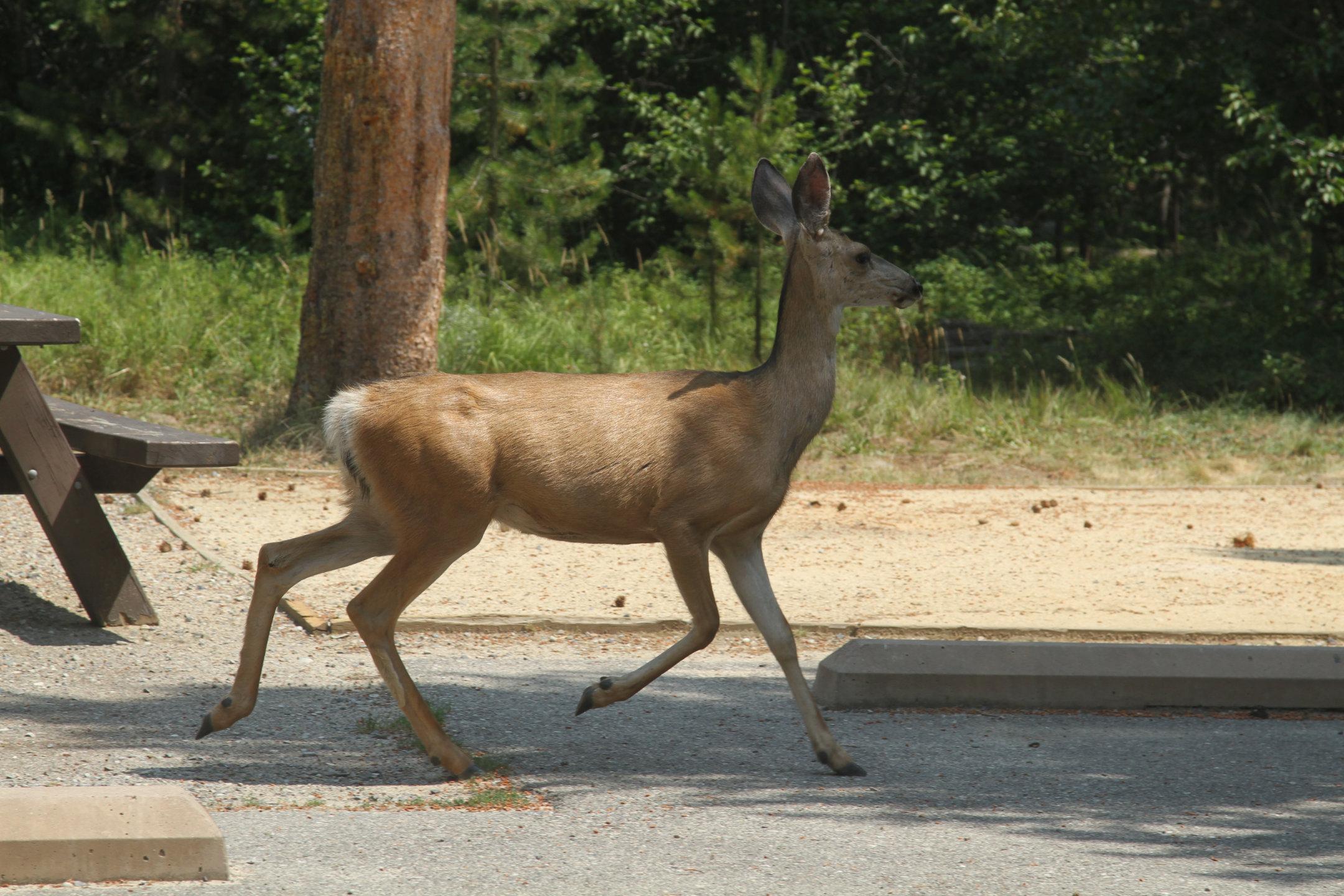 Deer Spotted at near-by campground