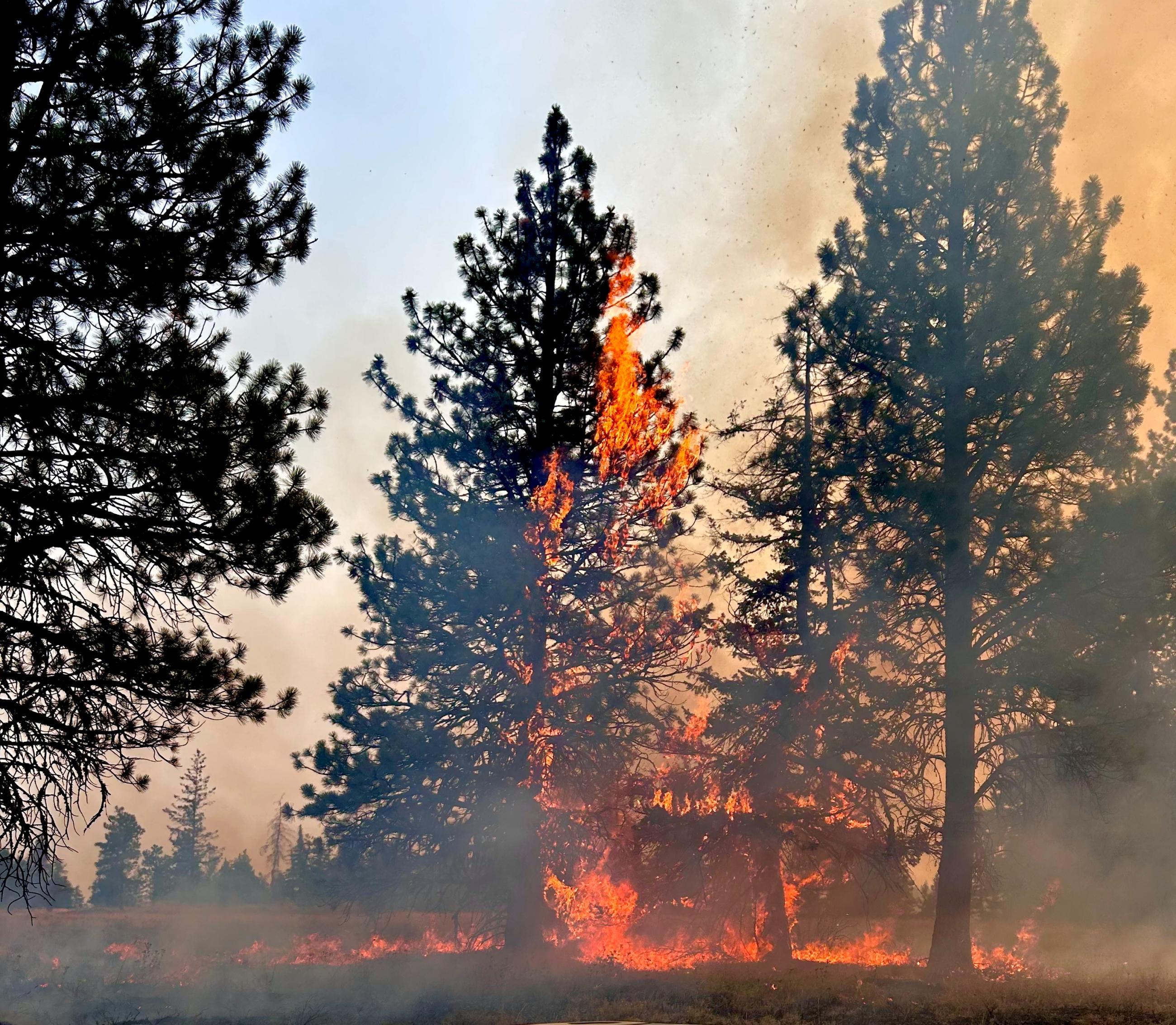 Trees Torching 