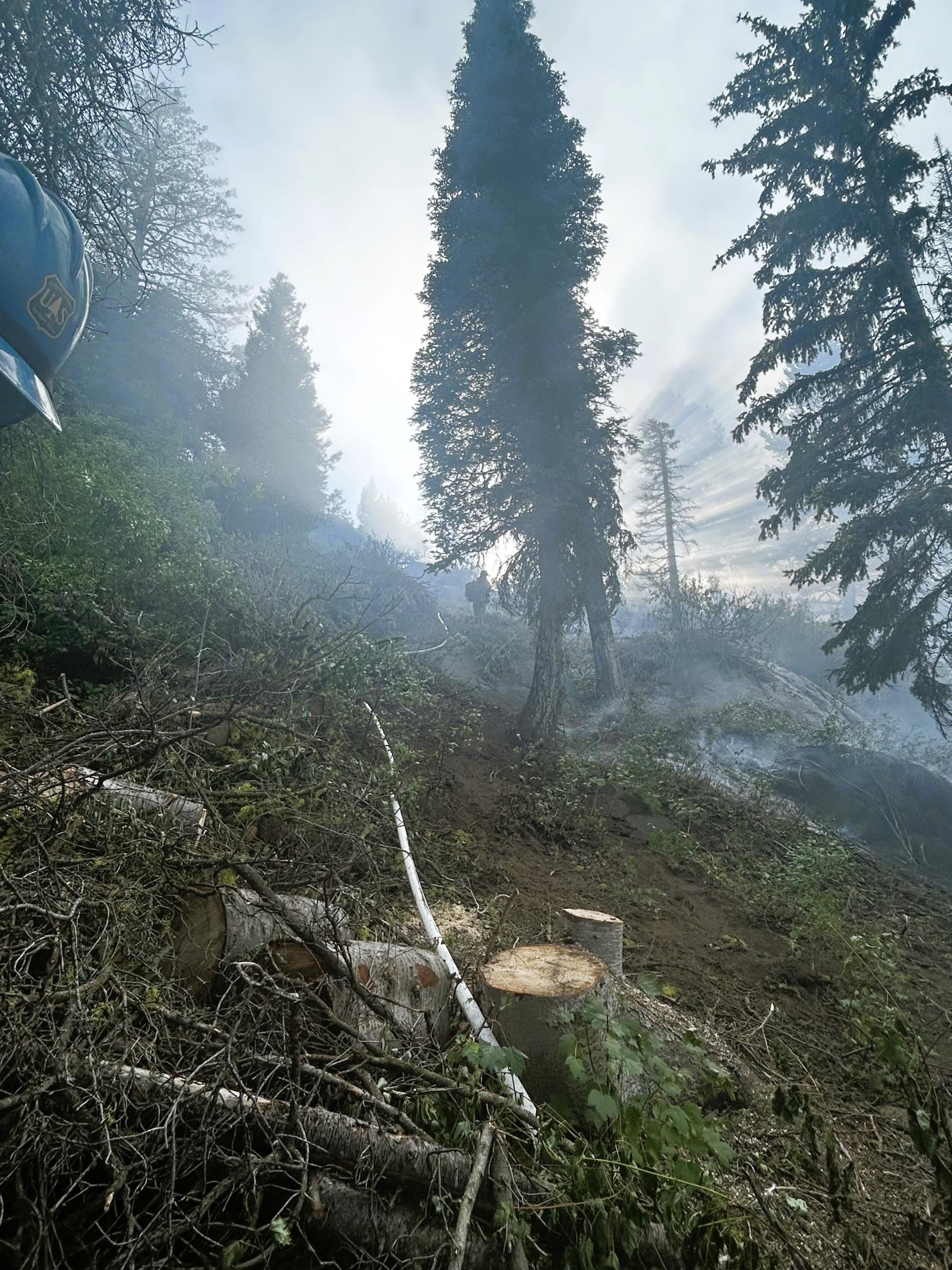 This is an image of a smoky forest