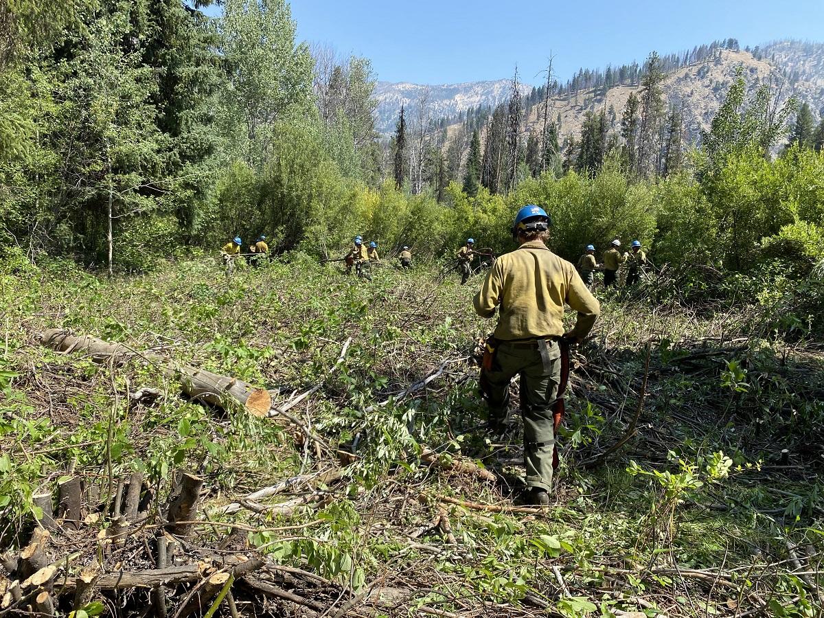 Firefighters cutting down brush in forest