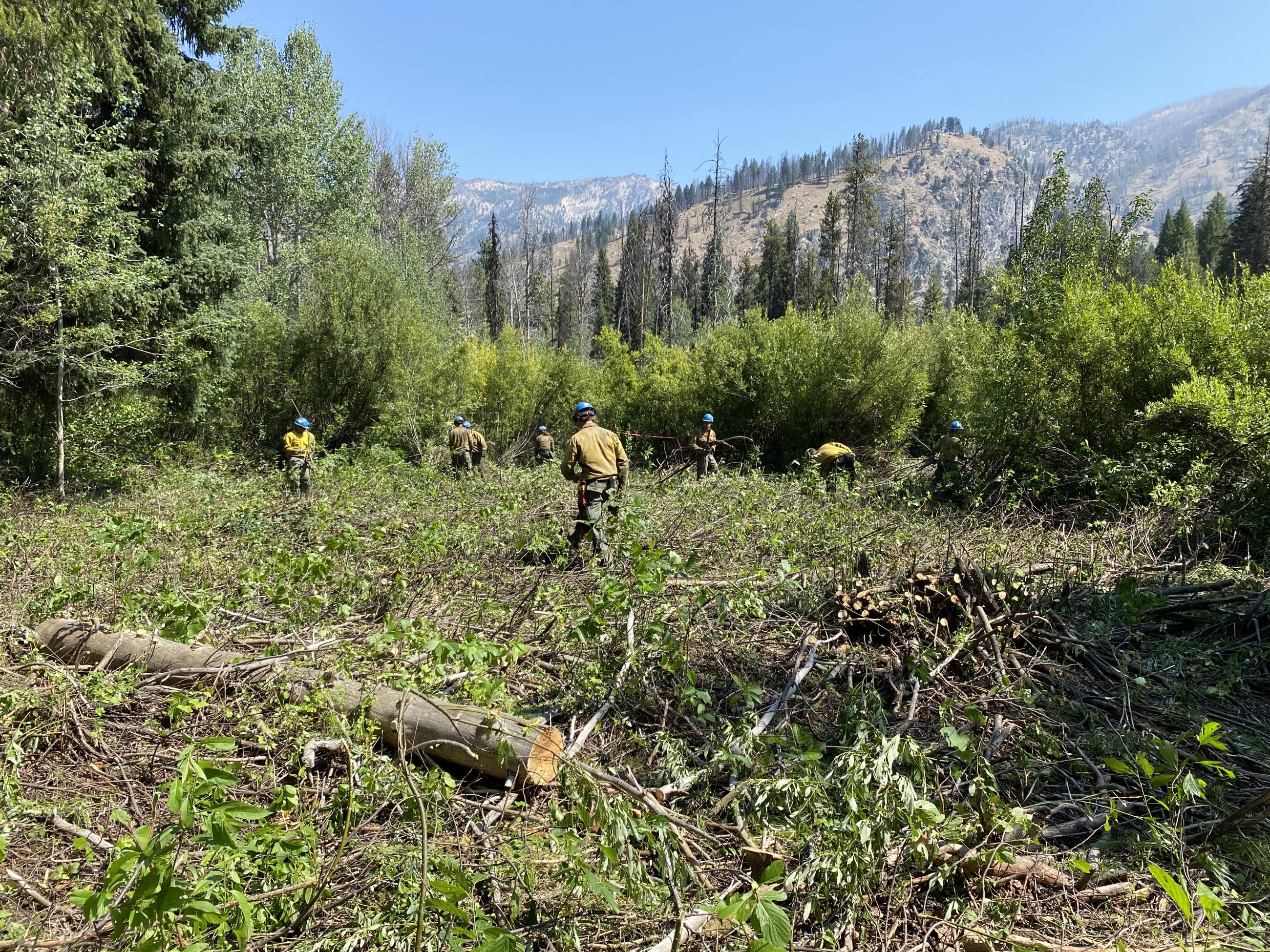 Picture displays firefighters clearing vegetation and constructing a control line on the Wapiti Fire.