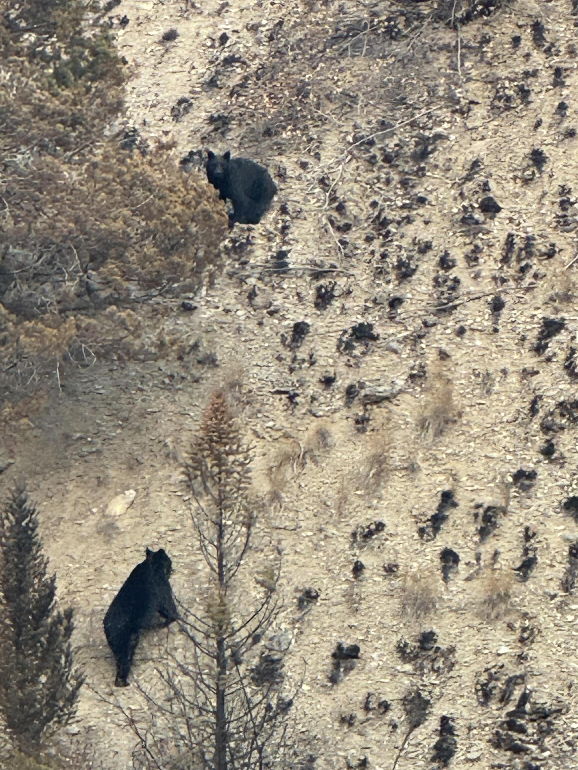 two black bears on a dry brushy hillside