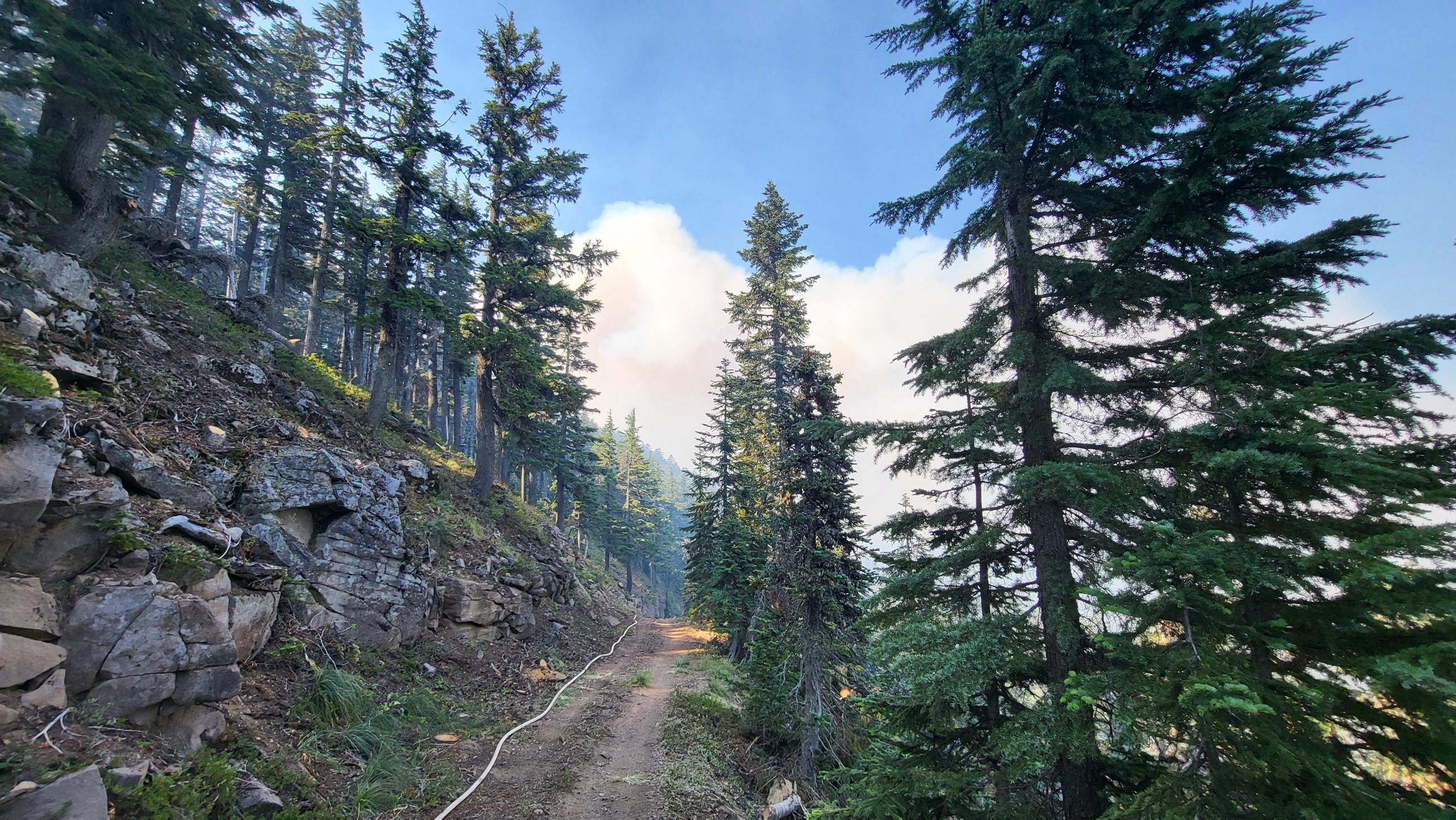 A dirt road runs uphill through the forest with fire hose laid out along the road.