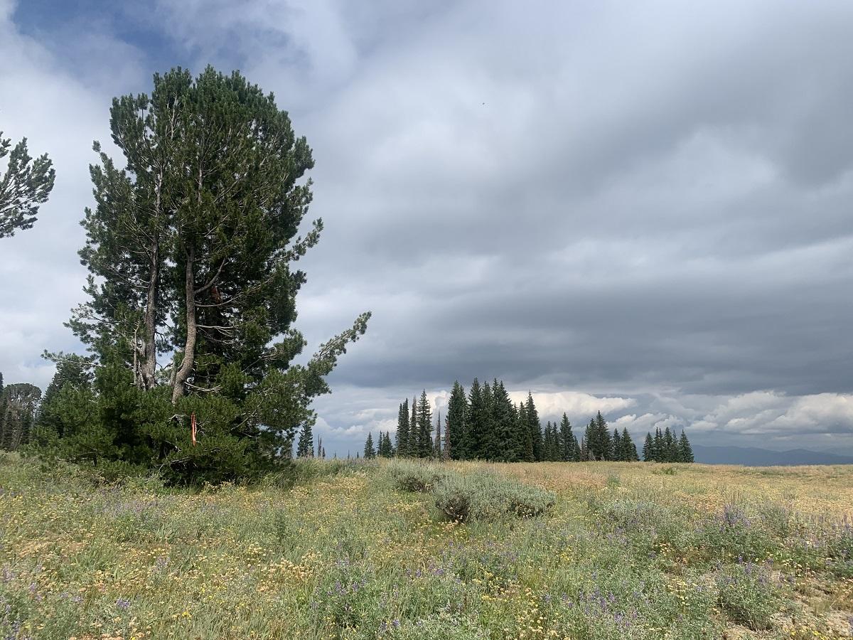 This is an image of the endangered white bark pine