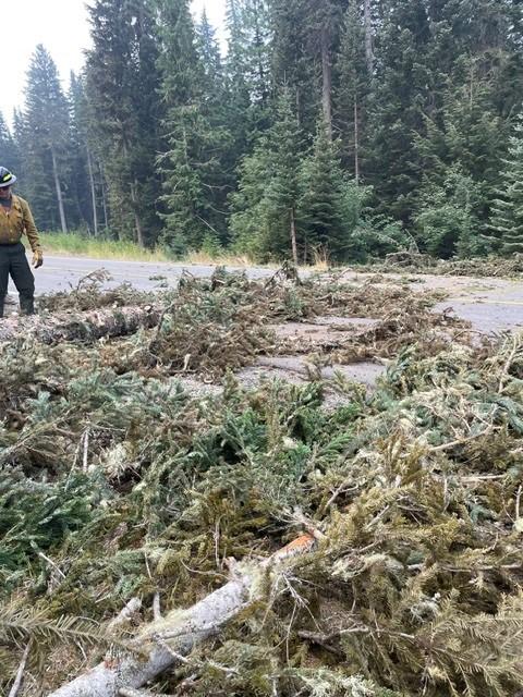 A shattered conifer tree lies on a paved road where it fell, a firefighter stands next to it