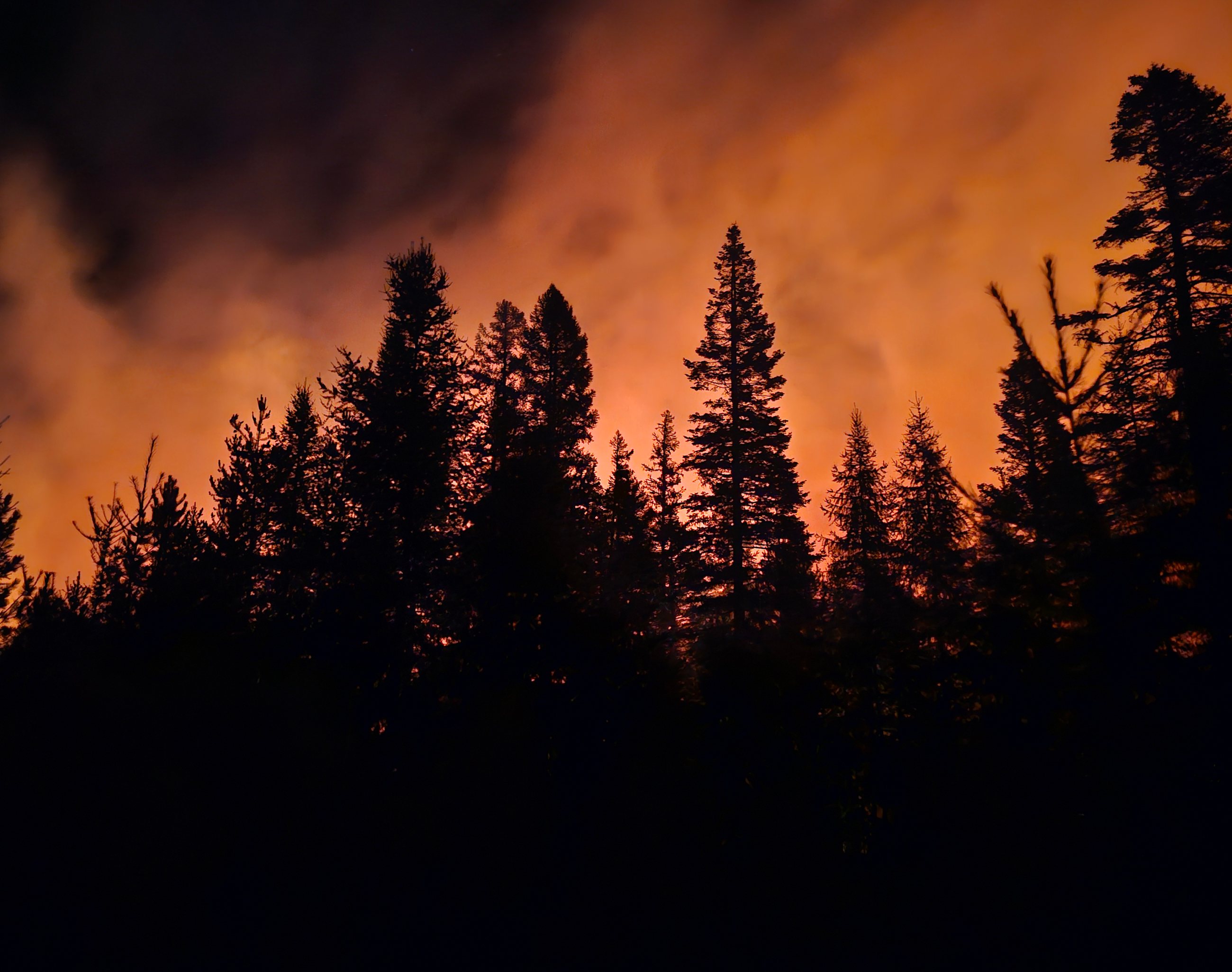 Fire and smoke glow orange behind a silhouette of pine trees.