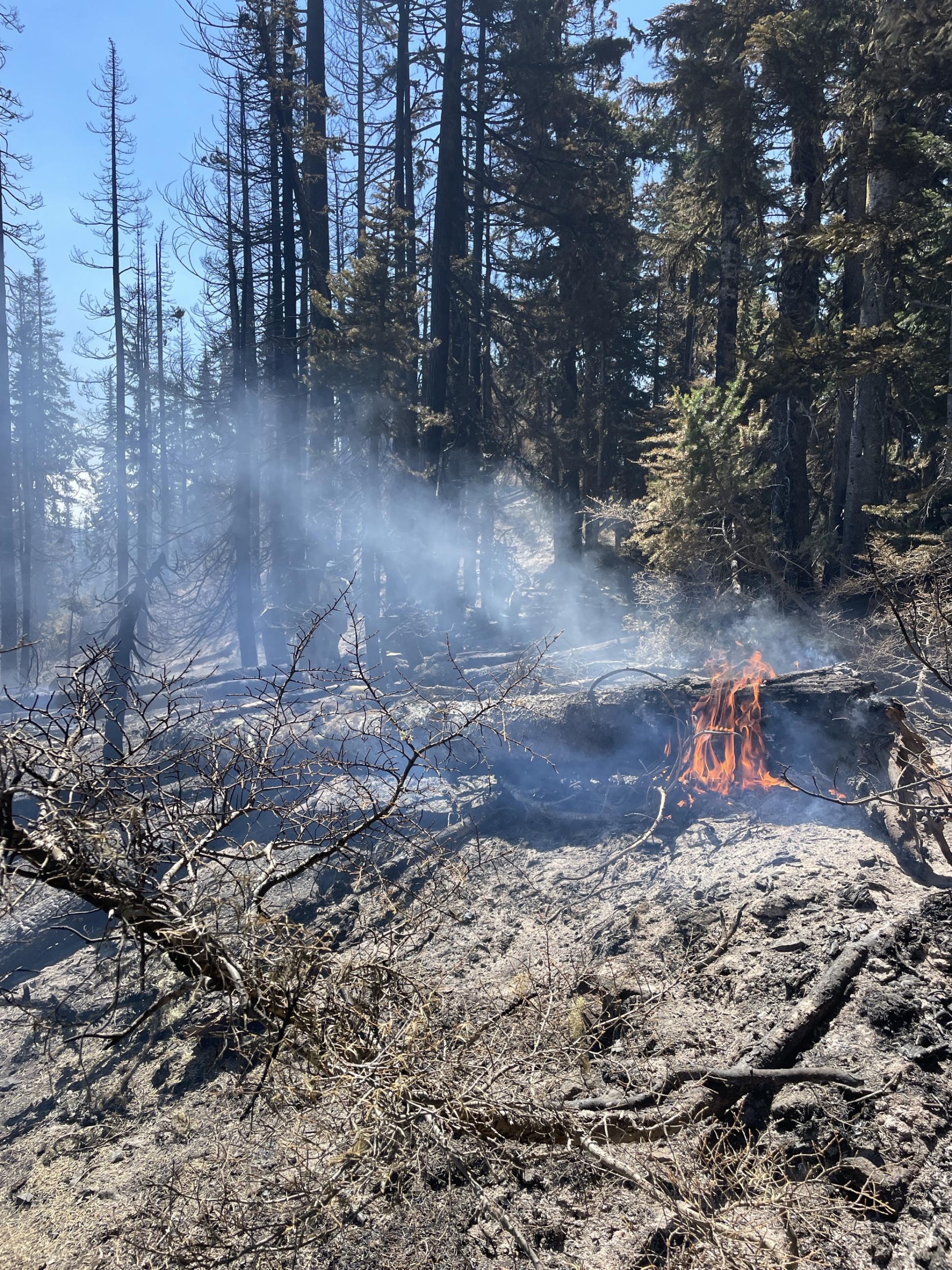 A downed log burns with smoke and flame in a thick forest of mixed live and dead conifers