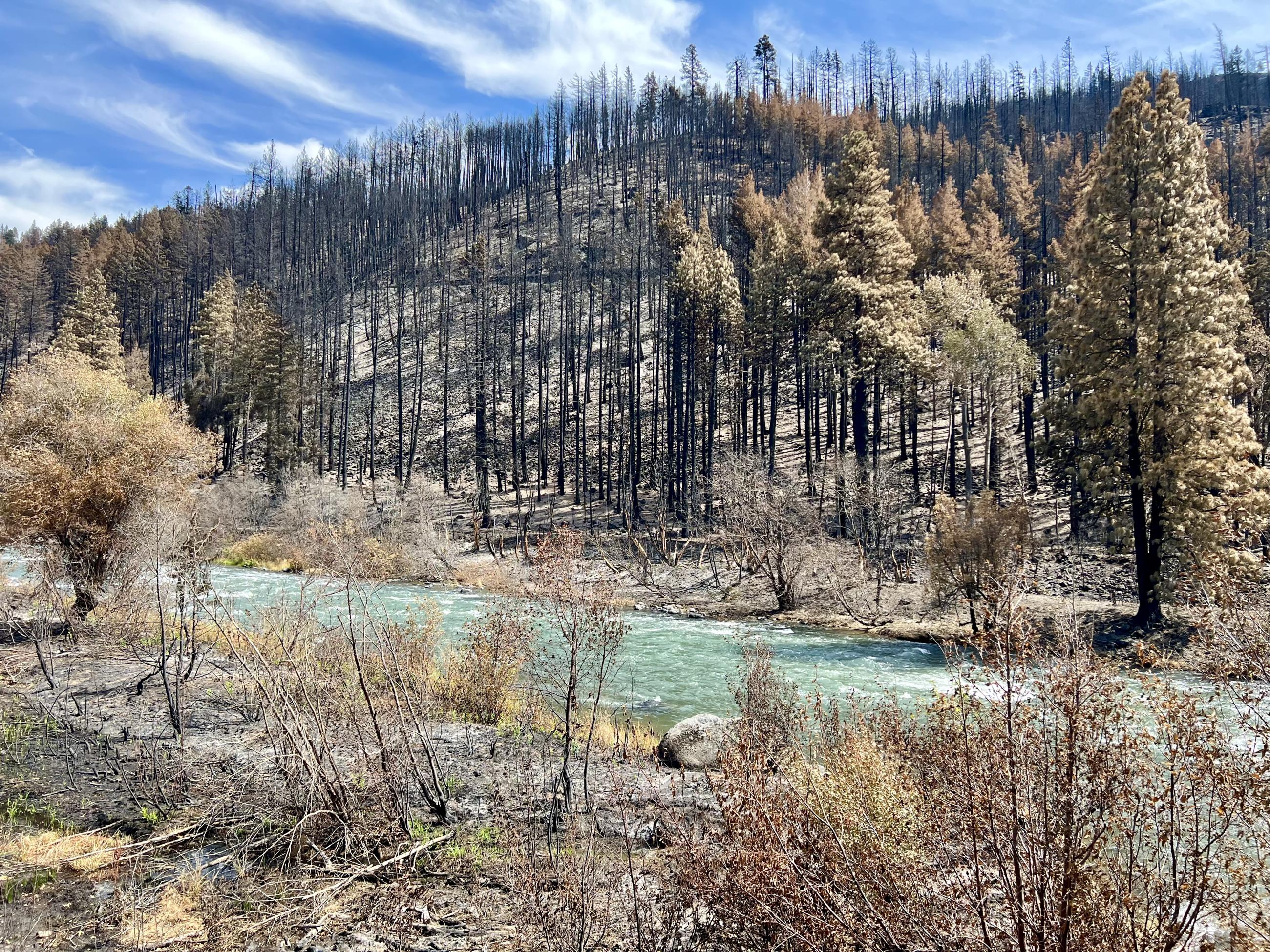 Post Fire effects along Highway 12 showing burned vegetation and trees with river