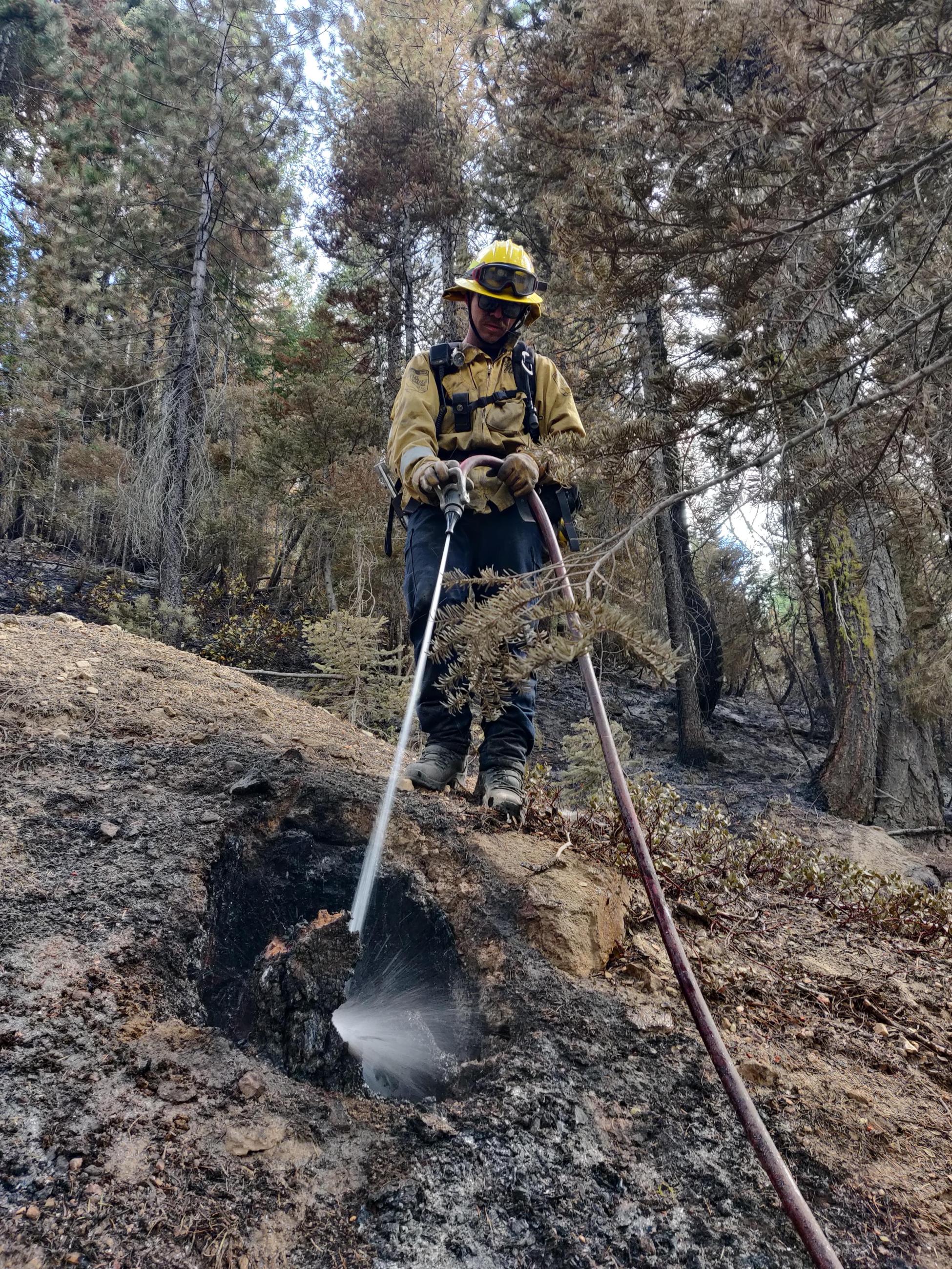 A firefighter applies water with a fire hose to a smoldering stump 8-18-2024