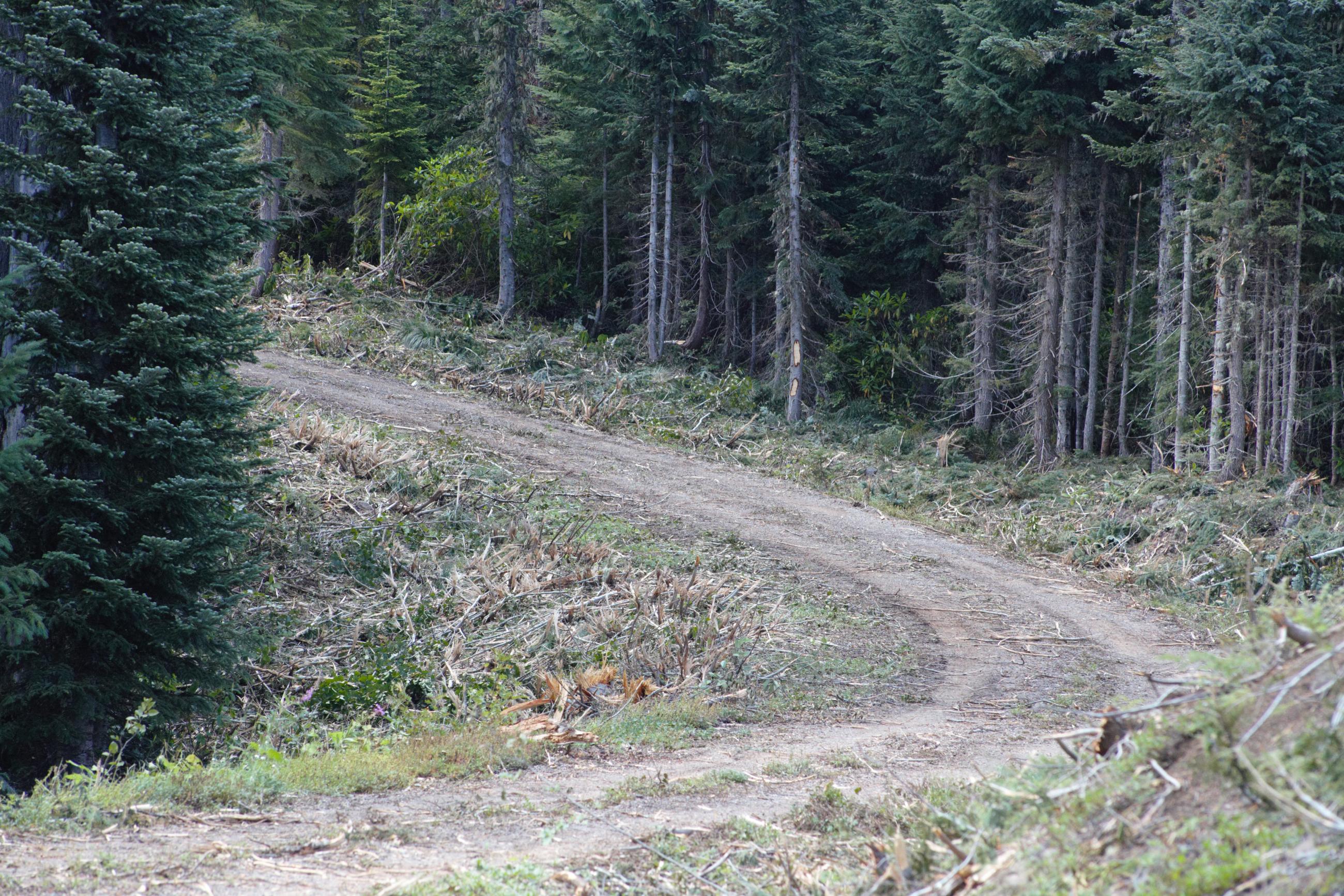 a widening road where vegetation has been removed on either side to widen the containemnt line