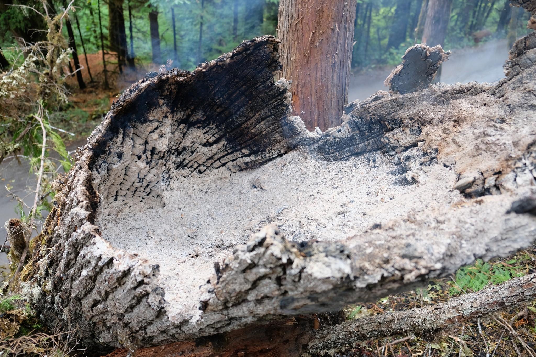 A burnt, dead log is charred and can be seen with smoke rising out of the center of it, filled with ash